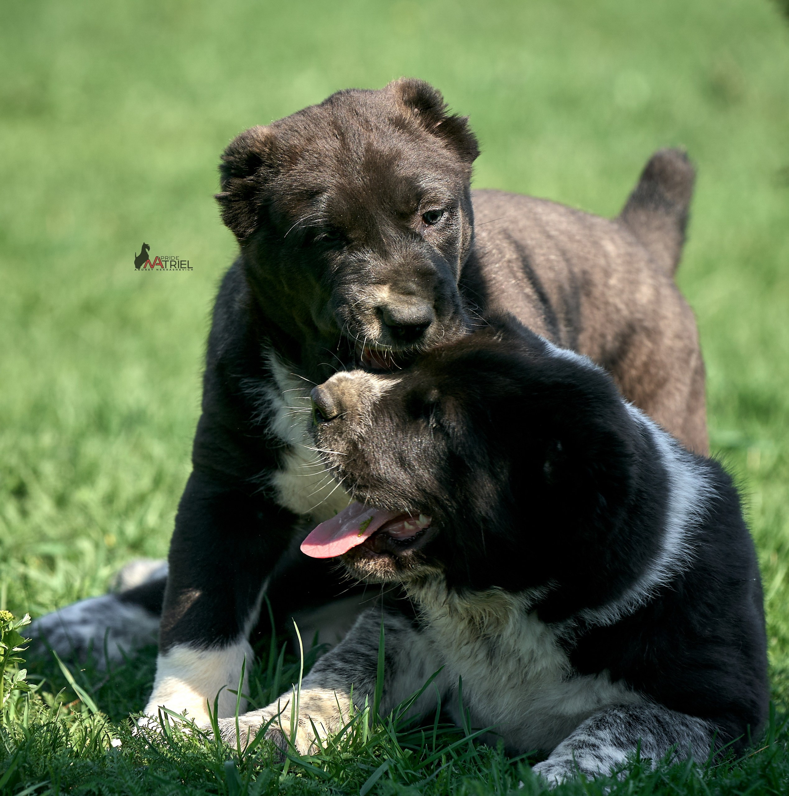 Среднеазиаты — щенки и взрослые