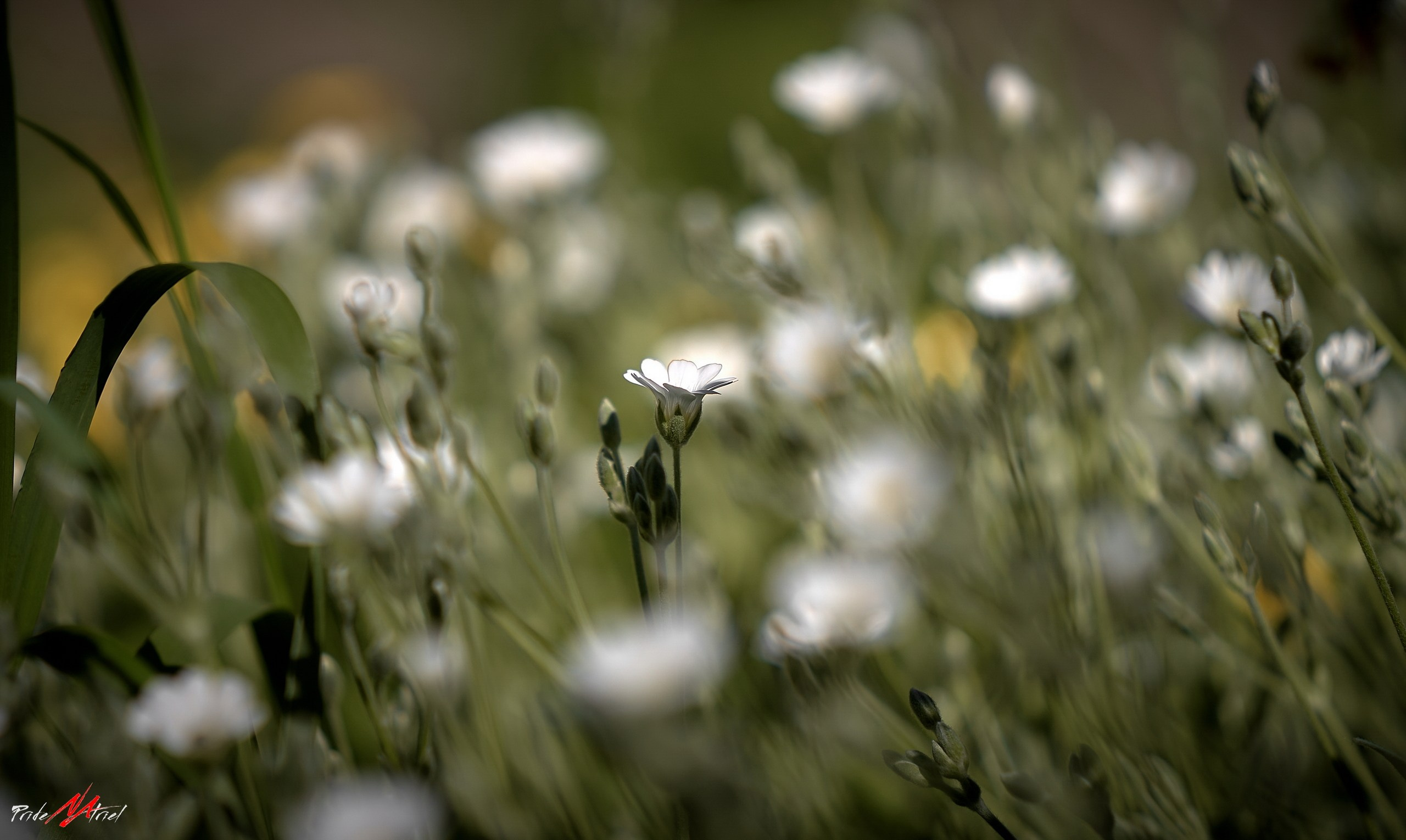 Лютики-цветочки — галерея NATRIEL