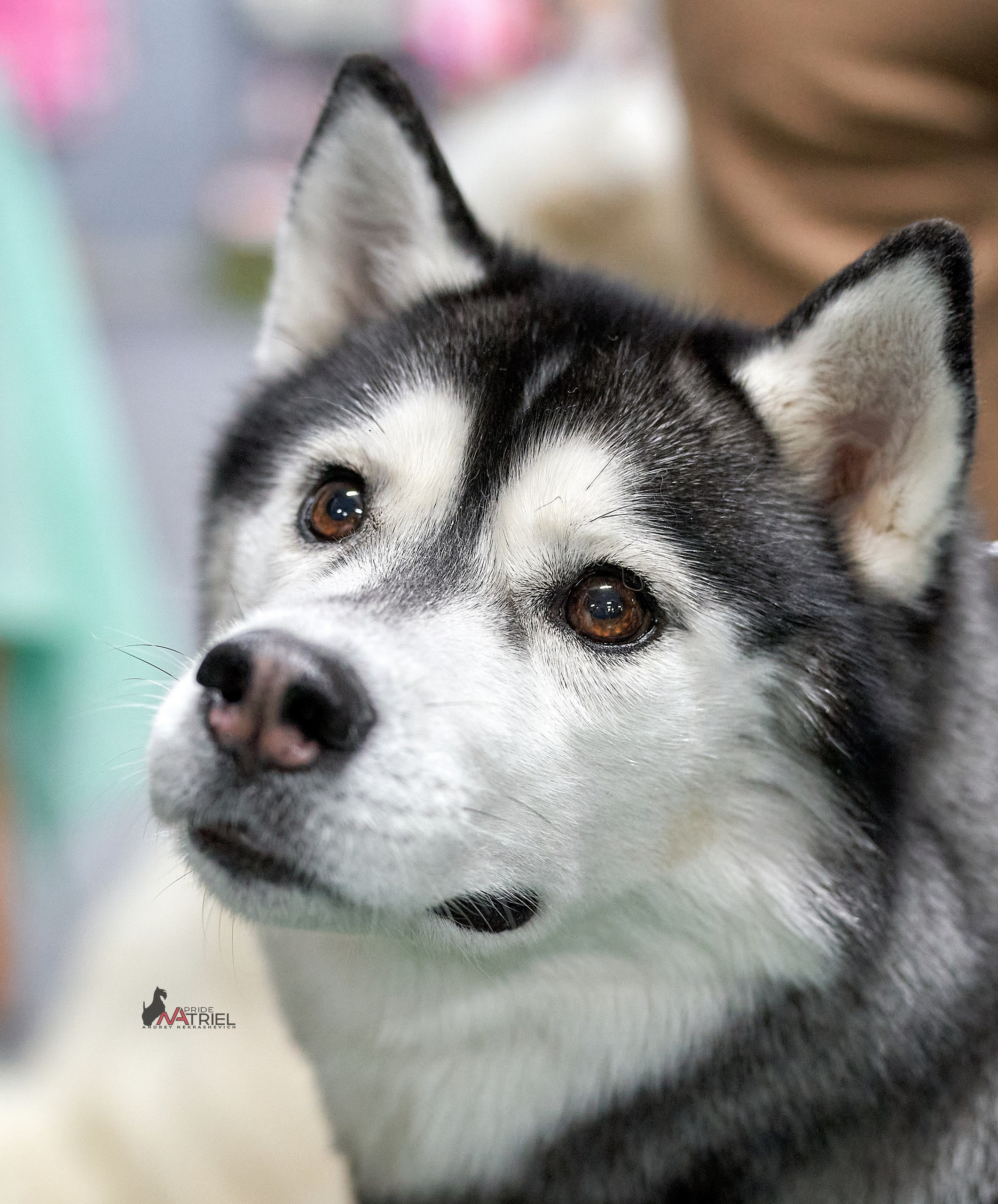 Портреты собак — галерея NATRIEL