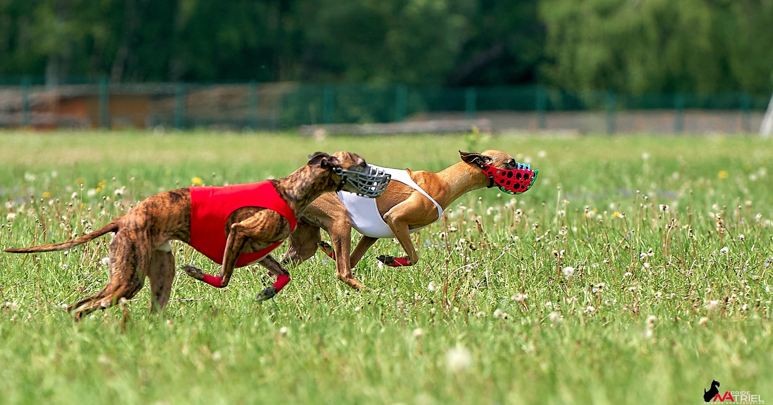 Съемка курсинг — галерея NATRIEL