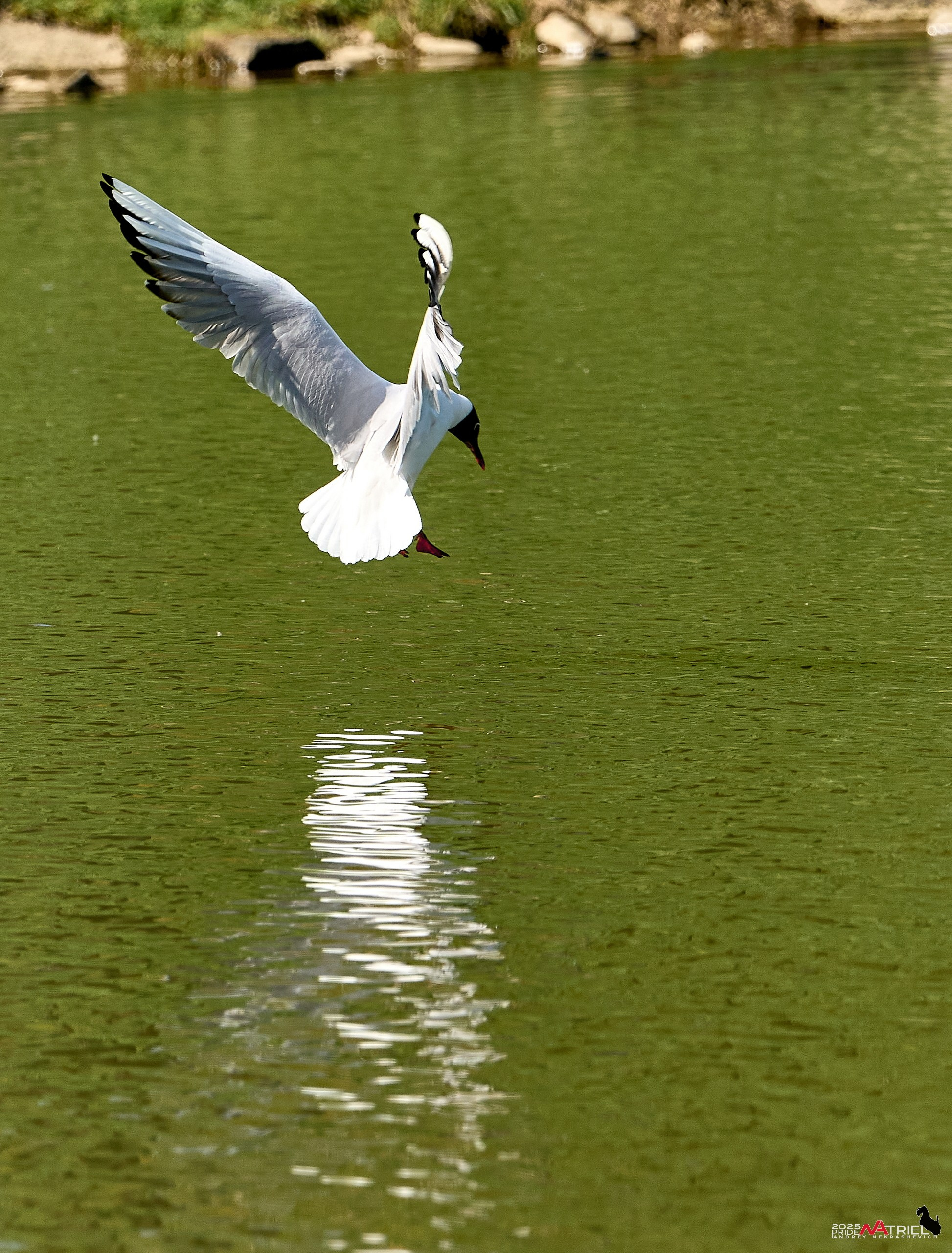 Птички и цветочки