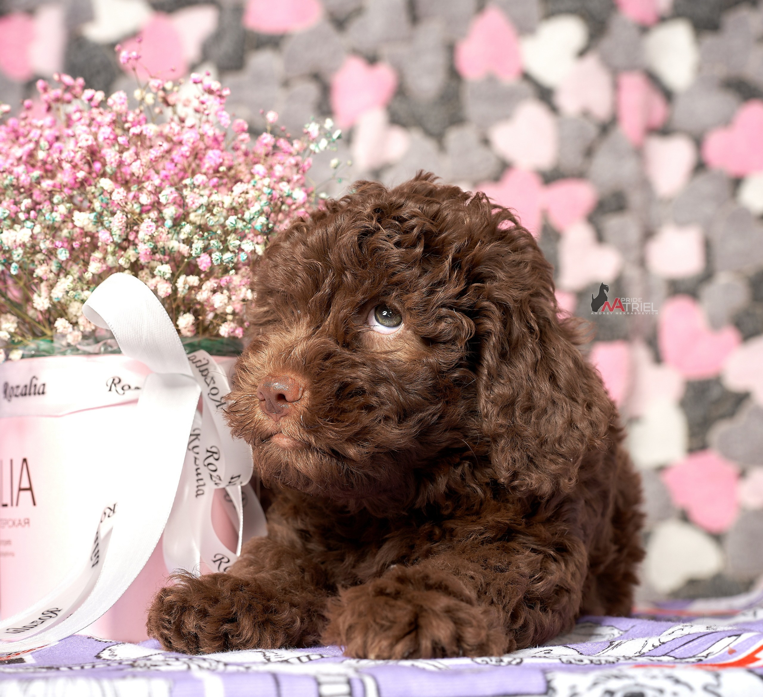 Щенки дома — галерея NATRIEL