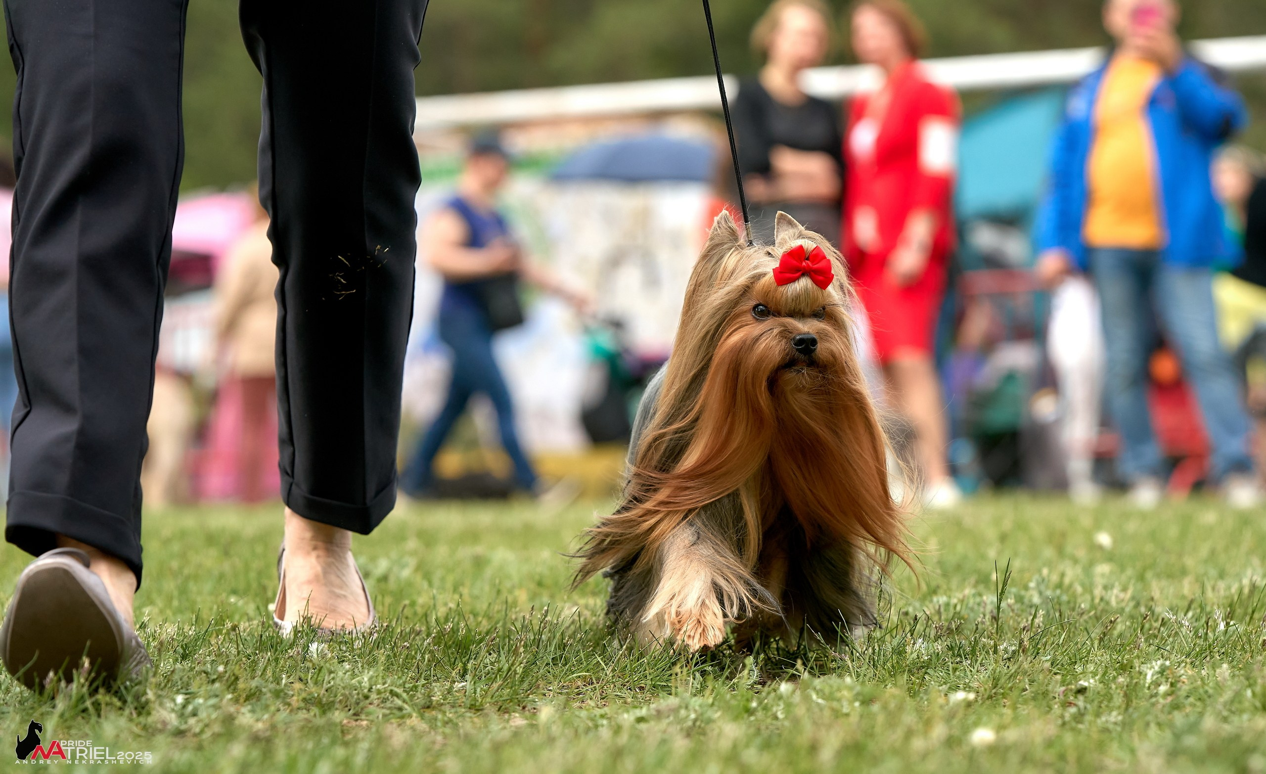Выставка собак Суздаль-Владимир