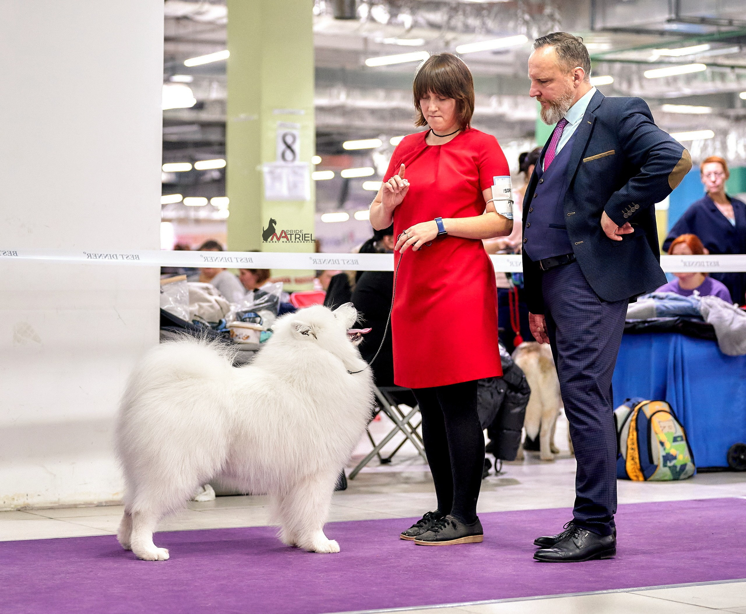 Работа в рингах — галерея NATRIEL