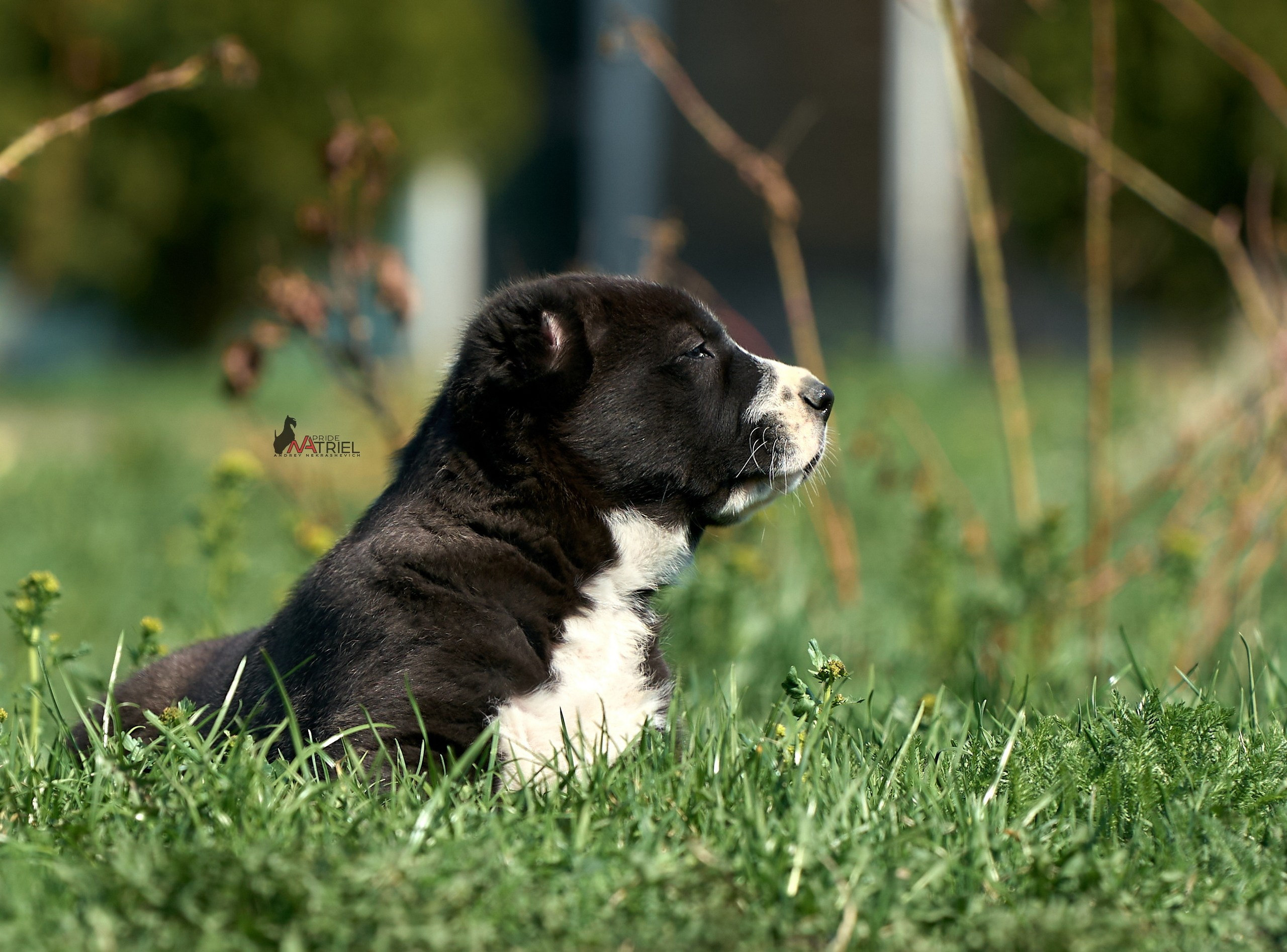 Среднеазиаты — щенки и взрослые