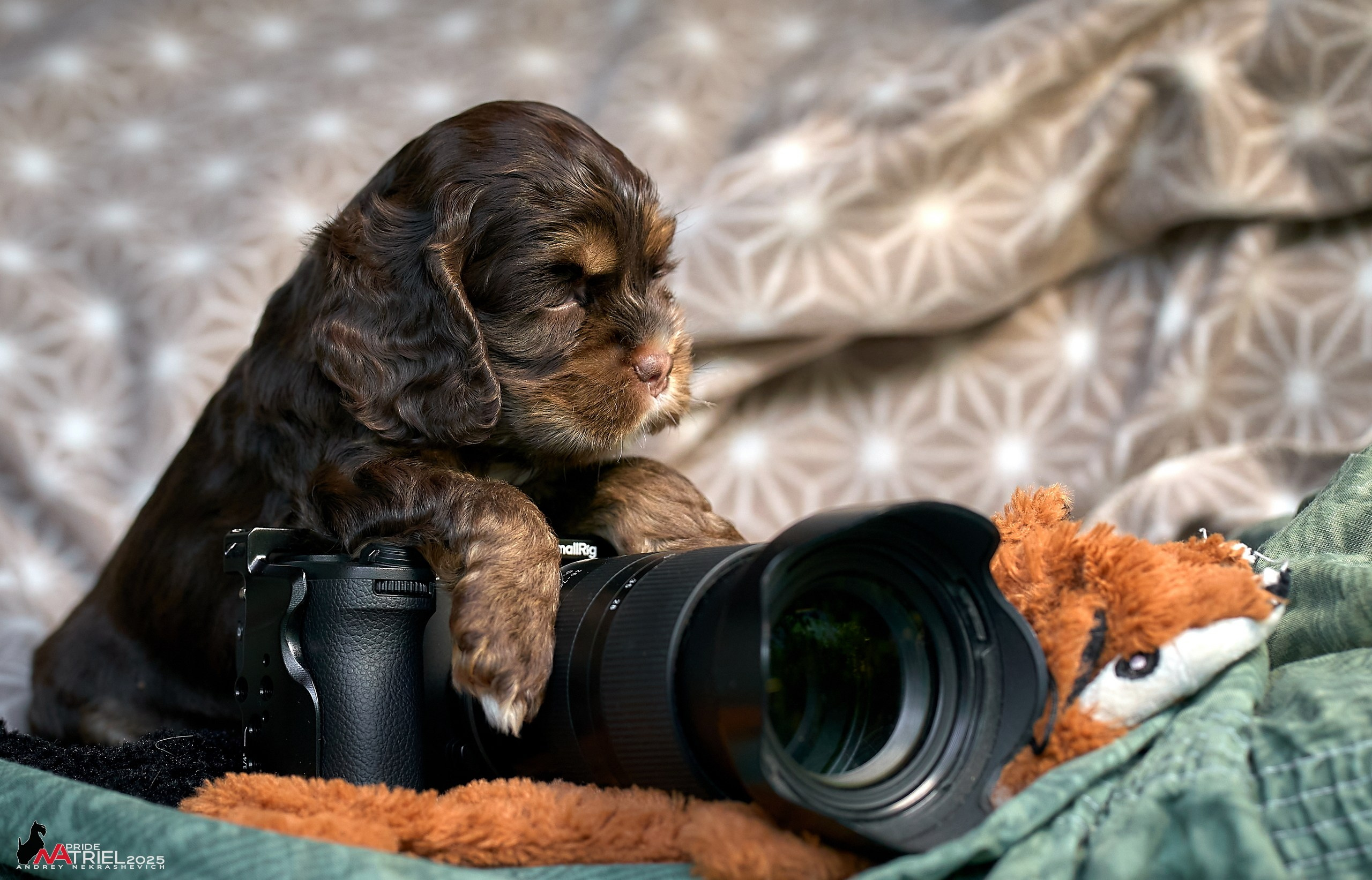 Щенки АмКокеров