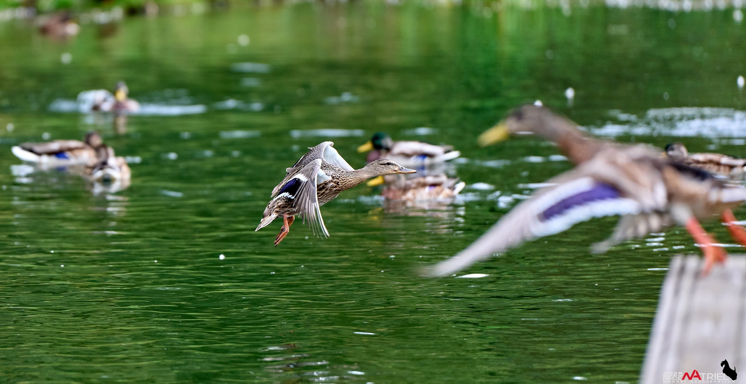 Утки на пруду