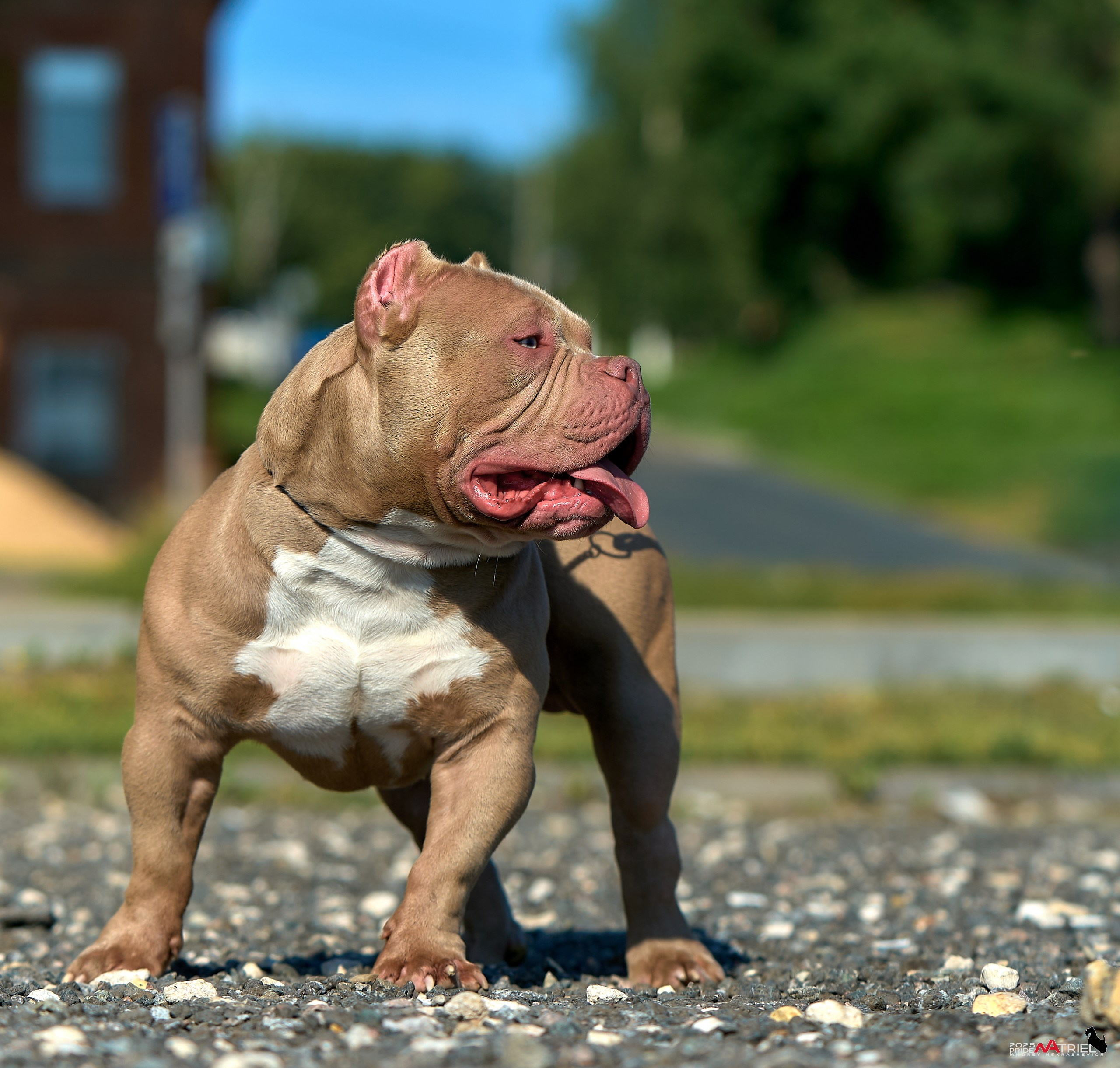 Съемка собак породы булли на природе
