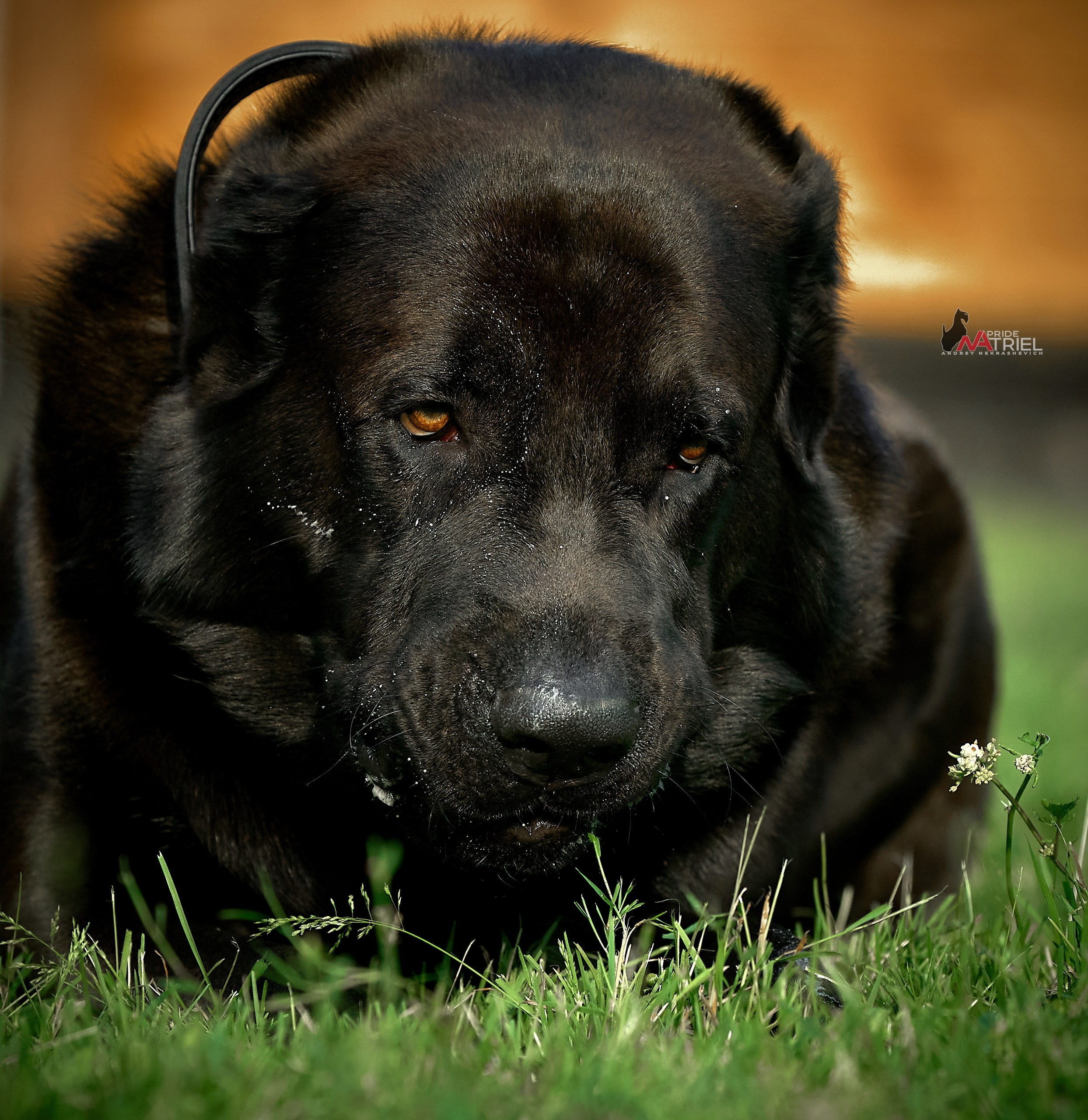 Портреты собак — галерея NATRIEL