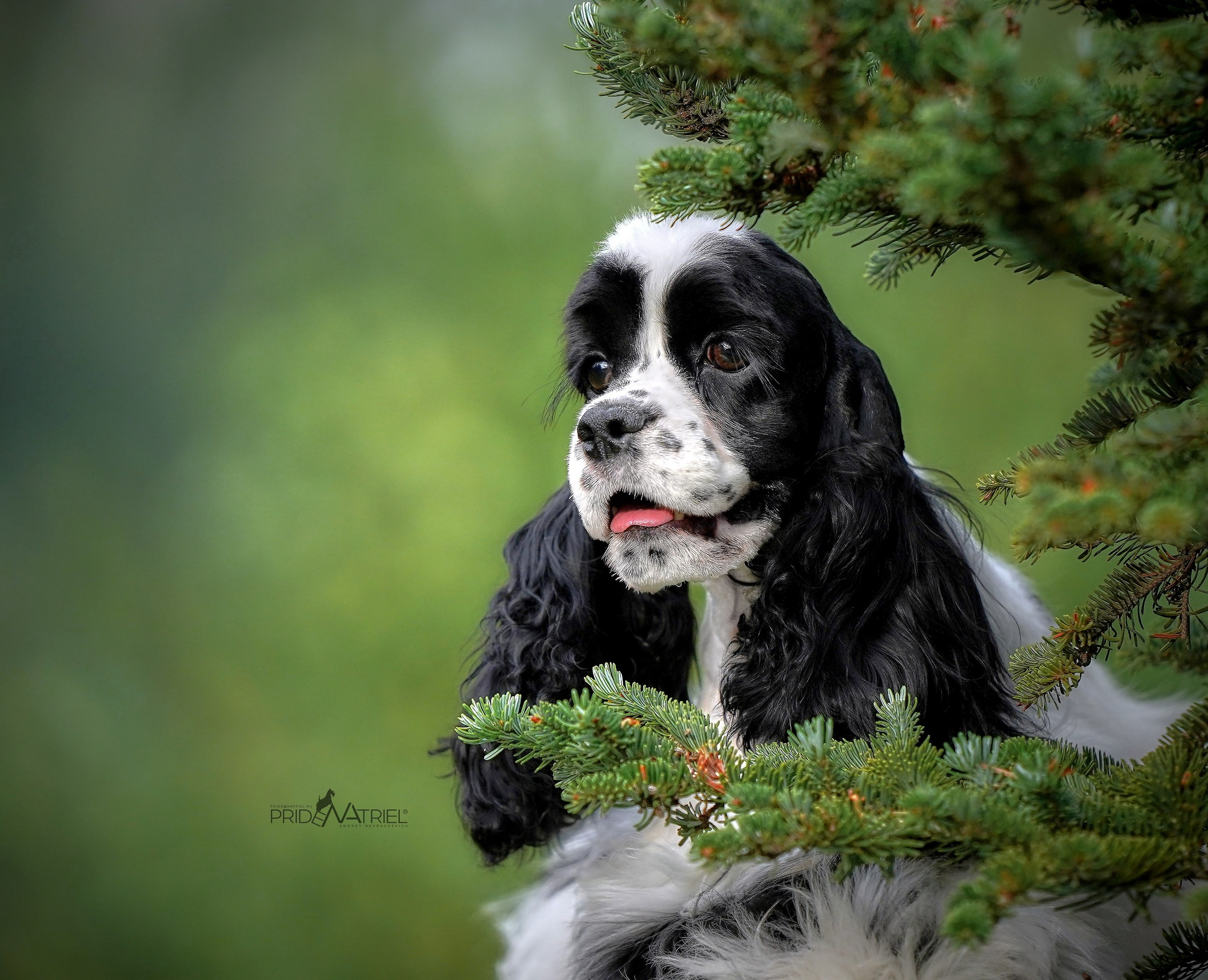 Портреты собак — галерея NATRIEL