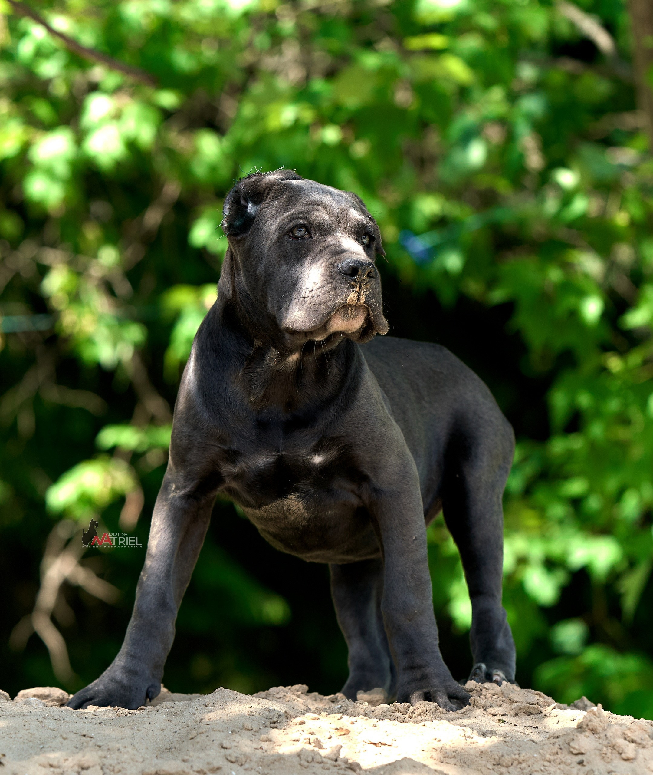 Щенки на прогулке — галерея NATRIEL