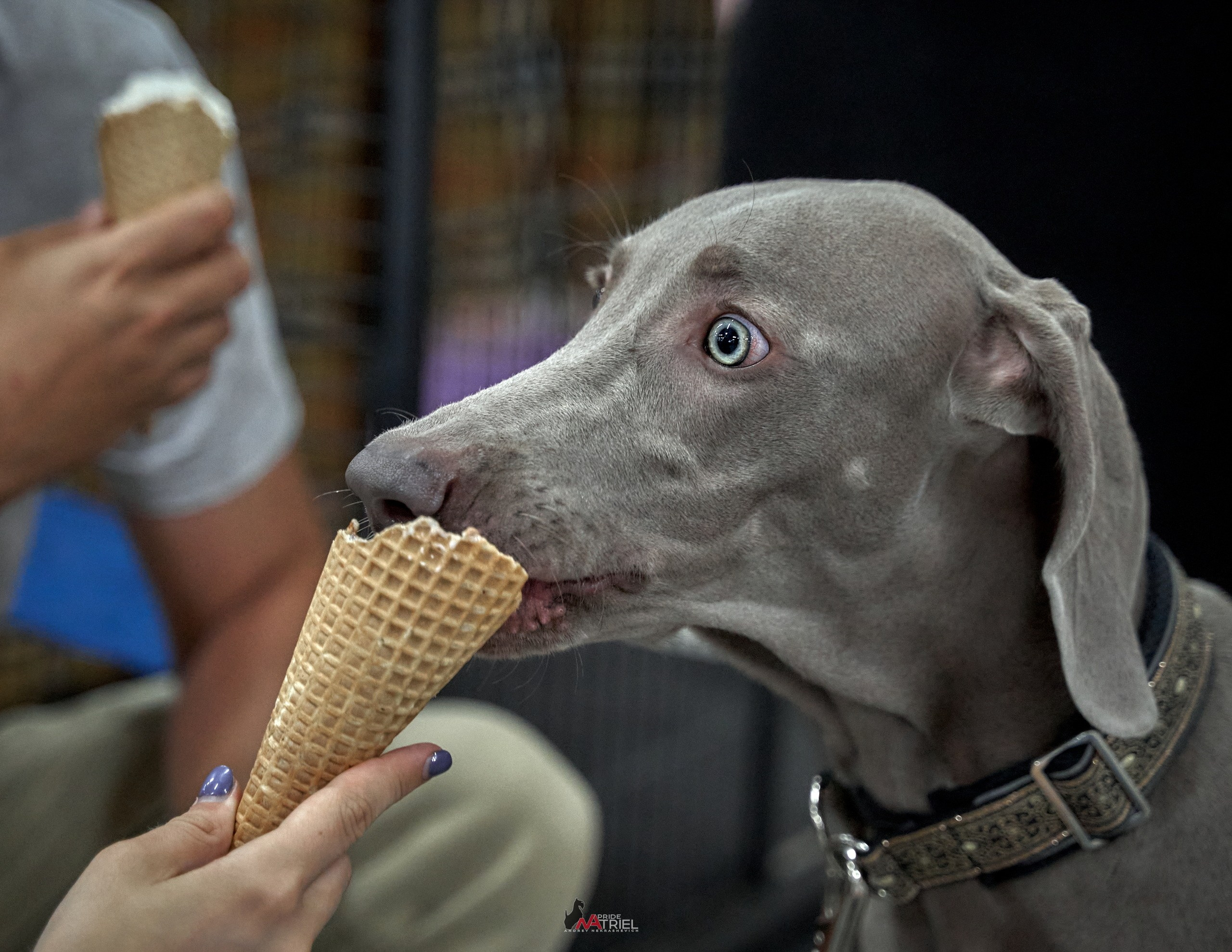 Призовые места — галерея NATRIEL