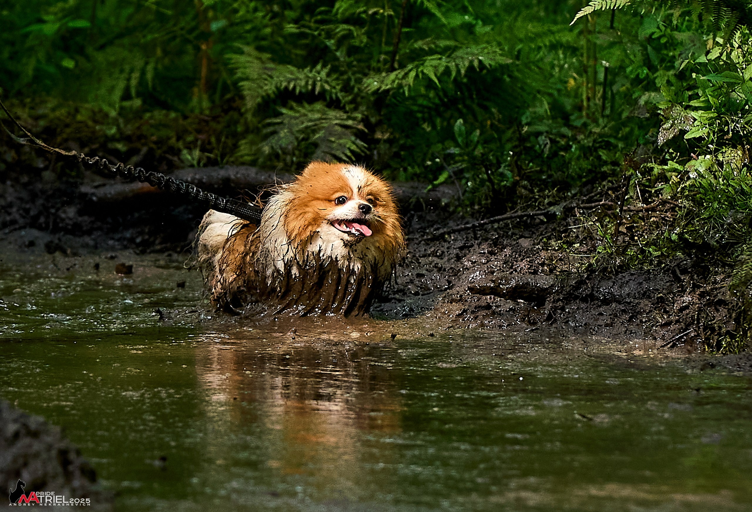 Russian Extreme Dog Trail — 2025