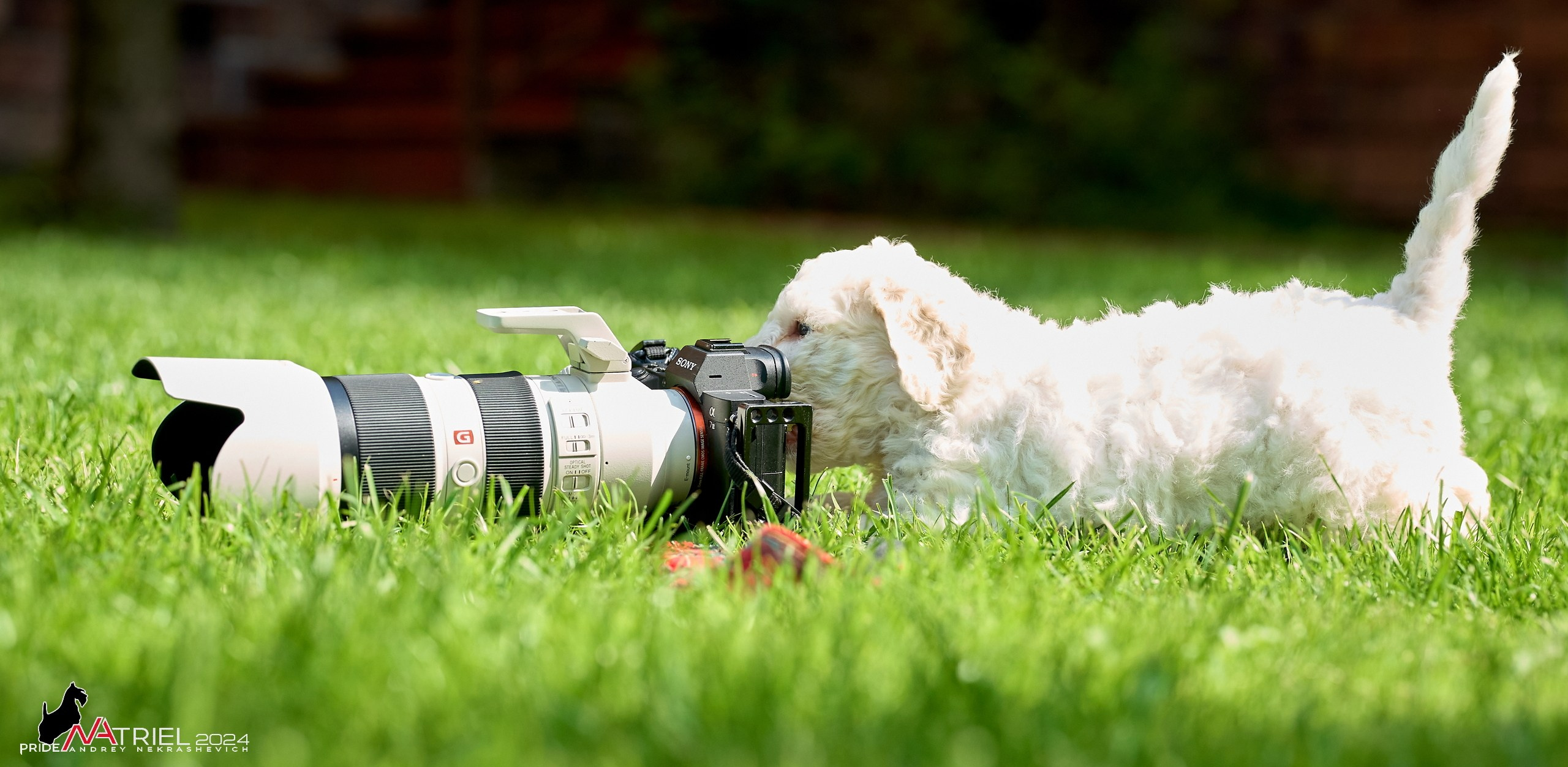 Съемка щенков лаготто