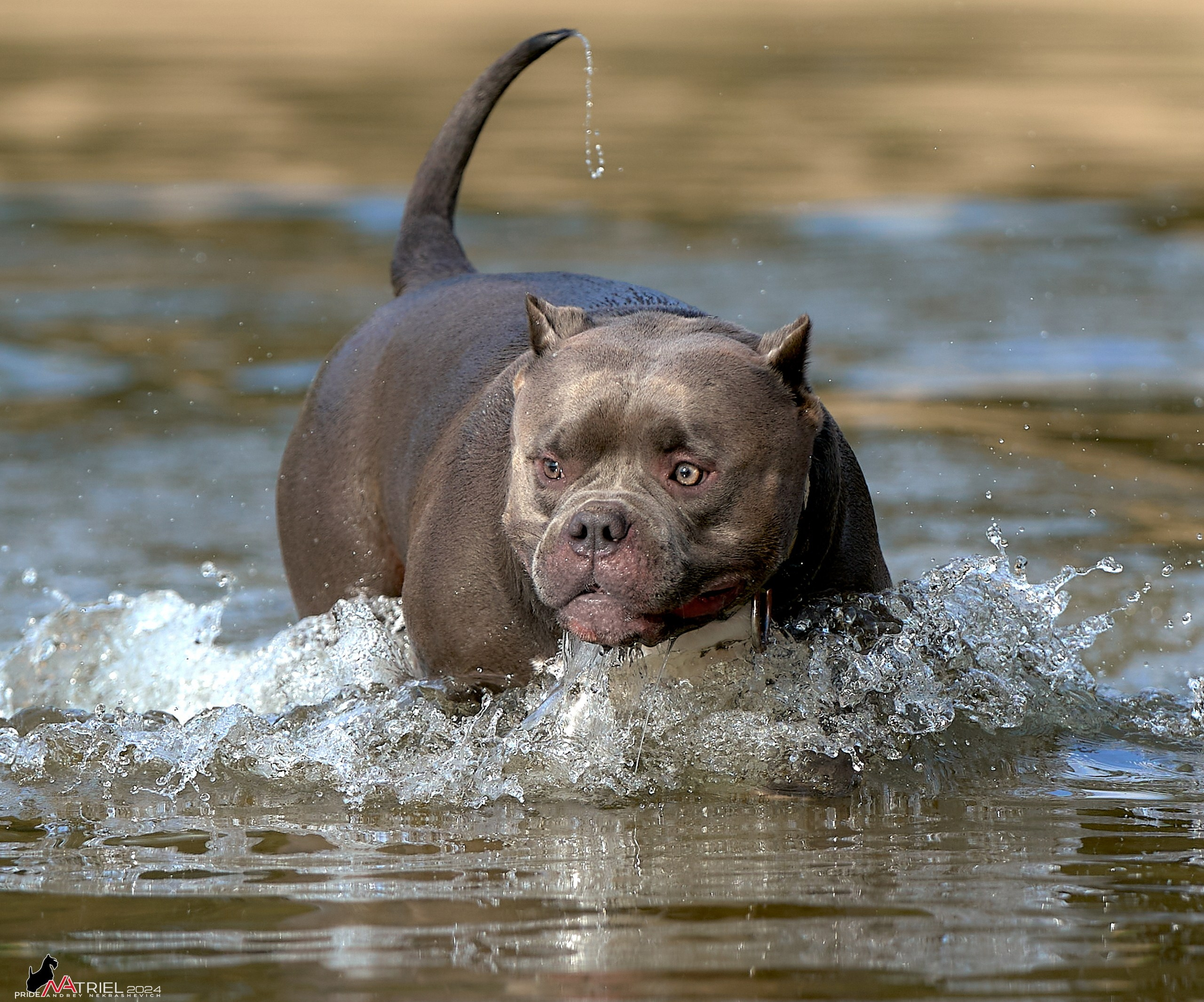 Фотопрогулка с булли
