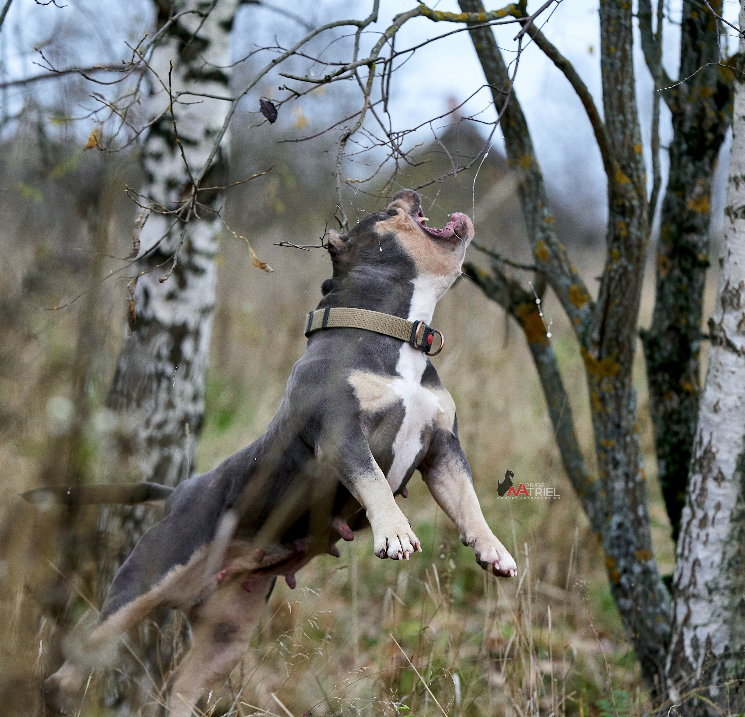Прогулка в движении — галерея NATRIEL