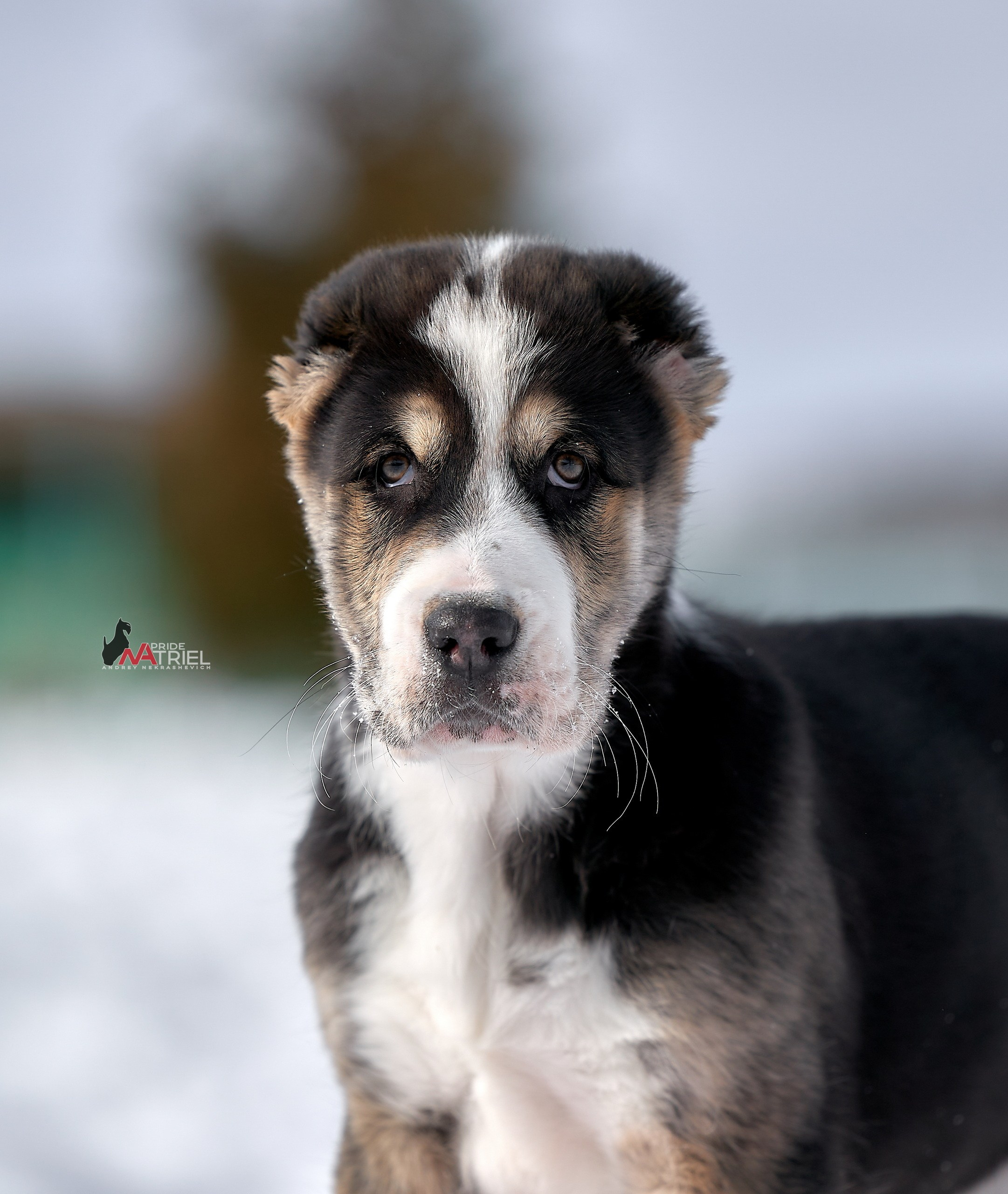 Щенки на прогулке — галерея NATRIEL
