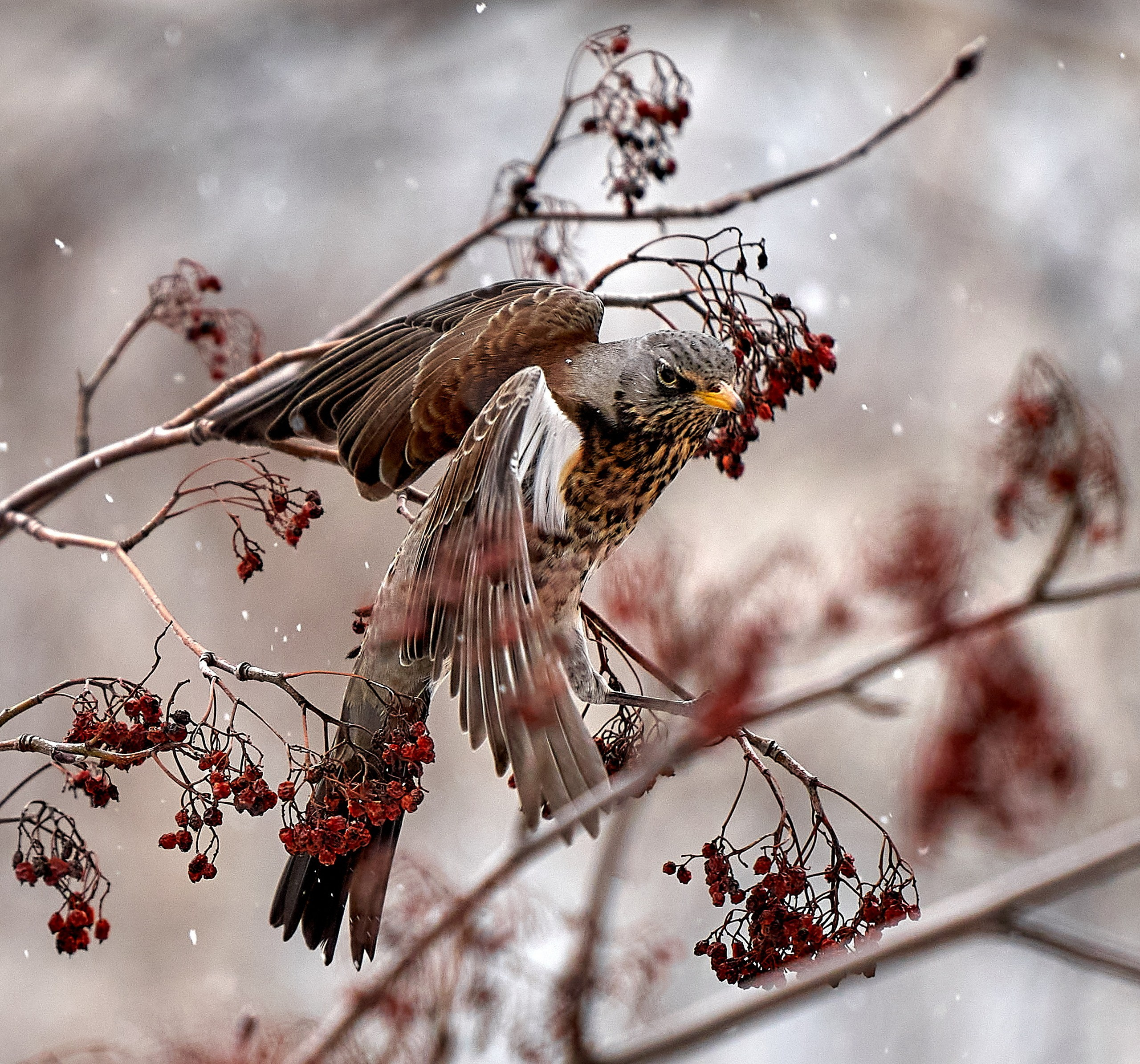 Фото птиц — галерея NATRIEL