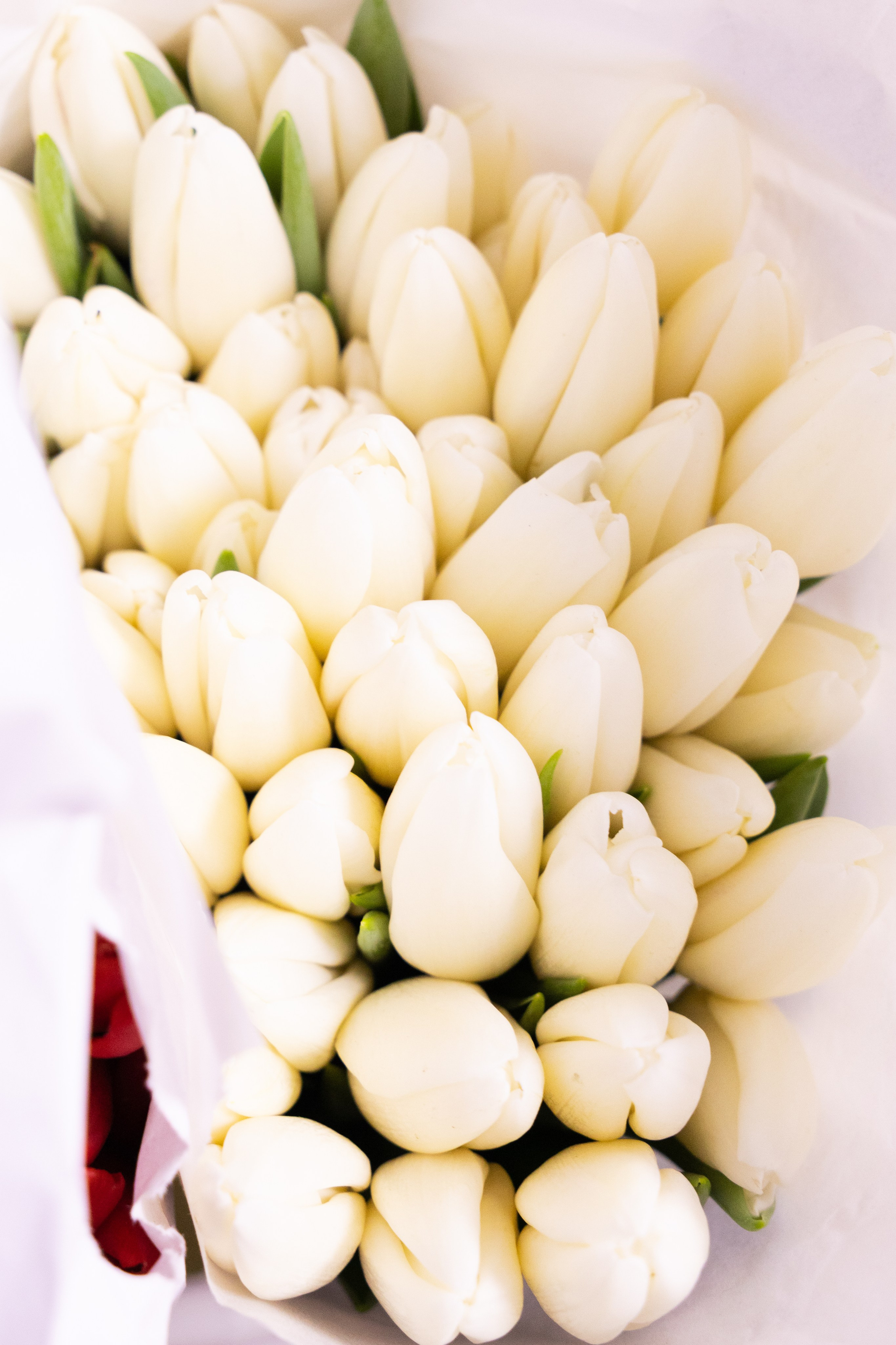 большой букет белых тюльпанов