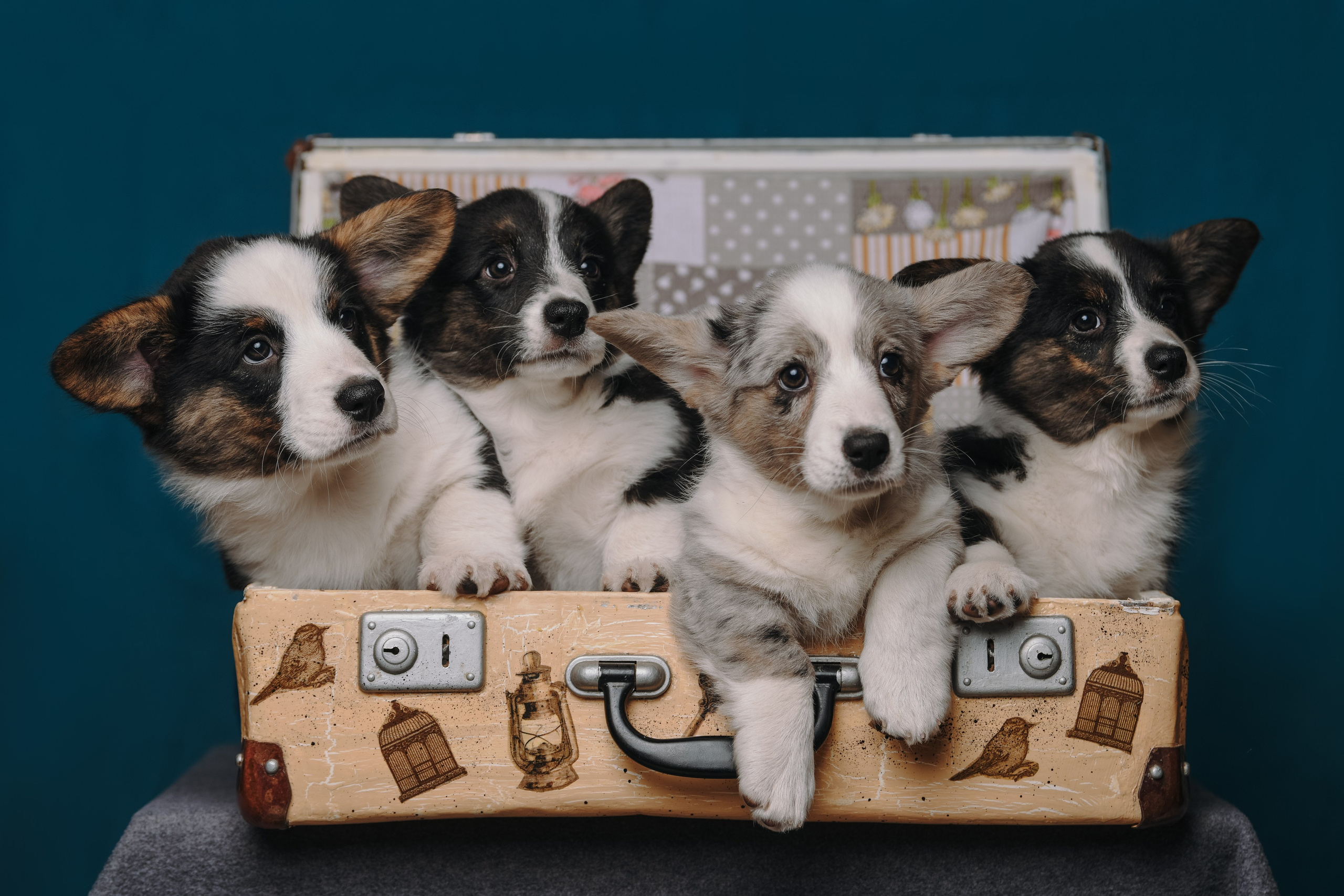 Фотограф-анималист Алёна Ковалёва