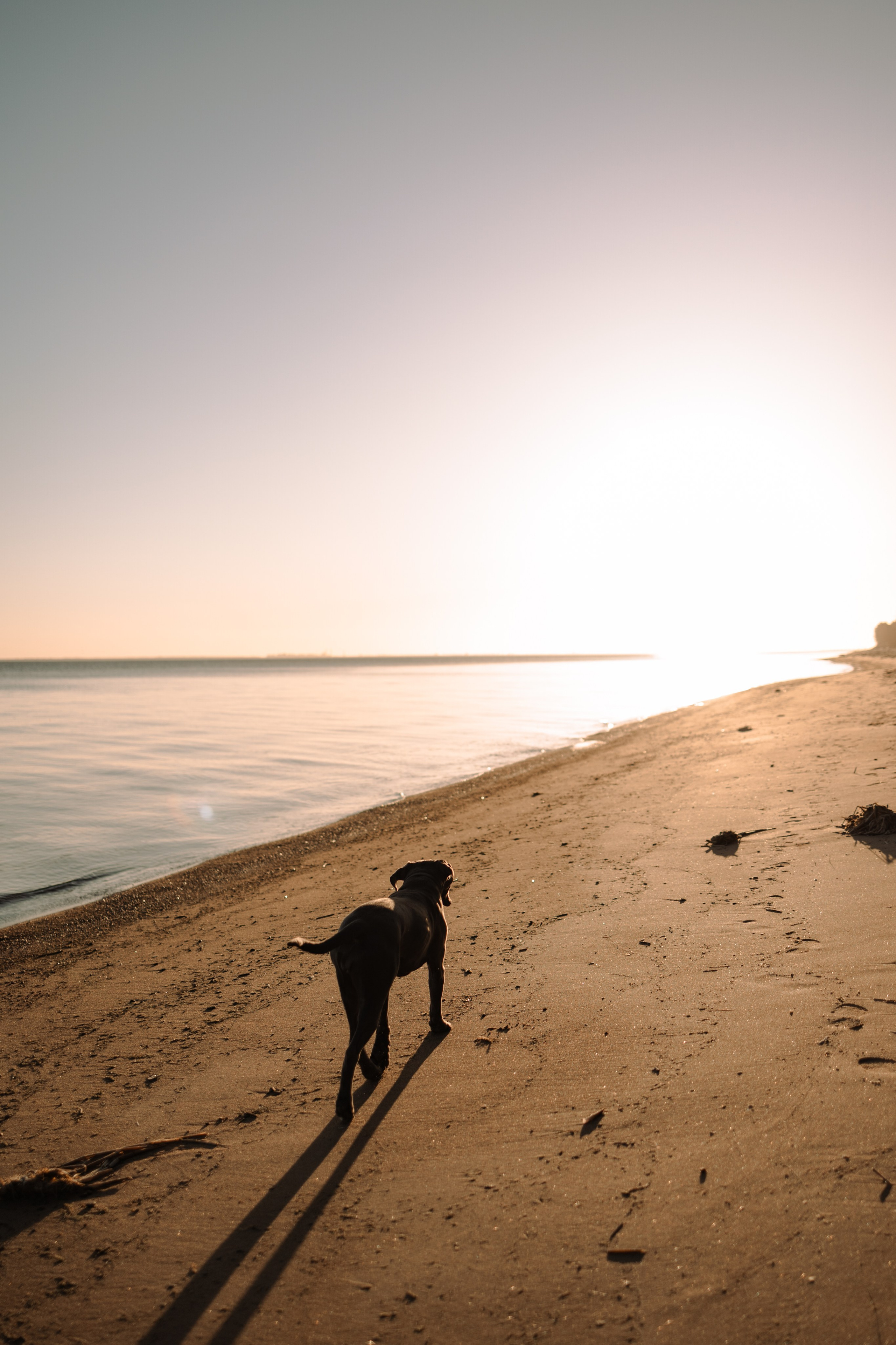 Анна и Лана. Фотограф — Анималист | Санкт-Петербург