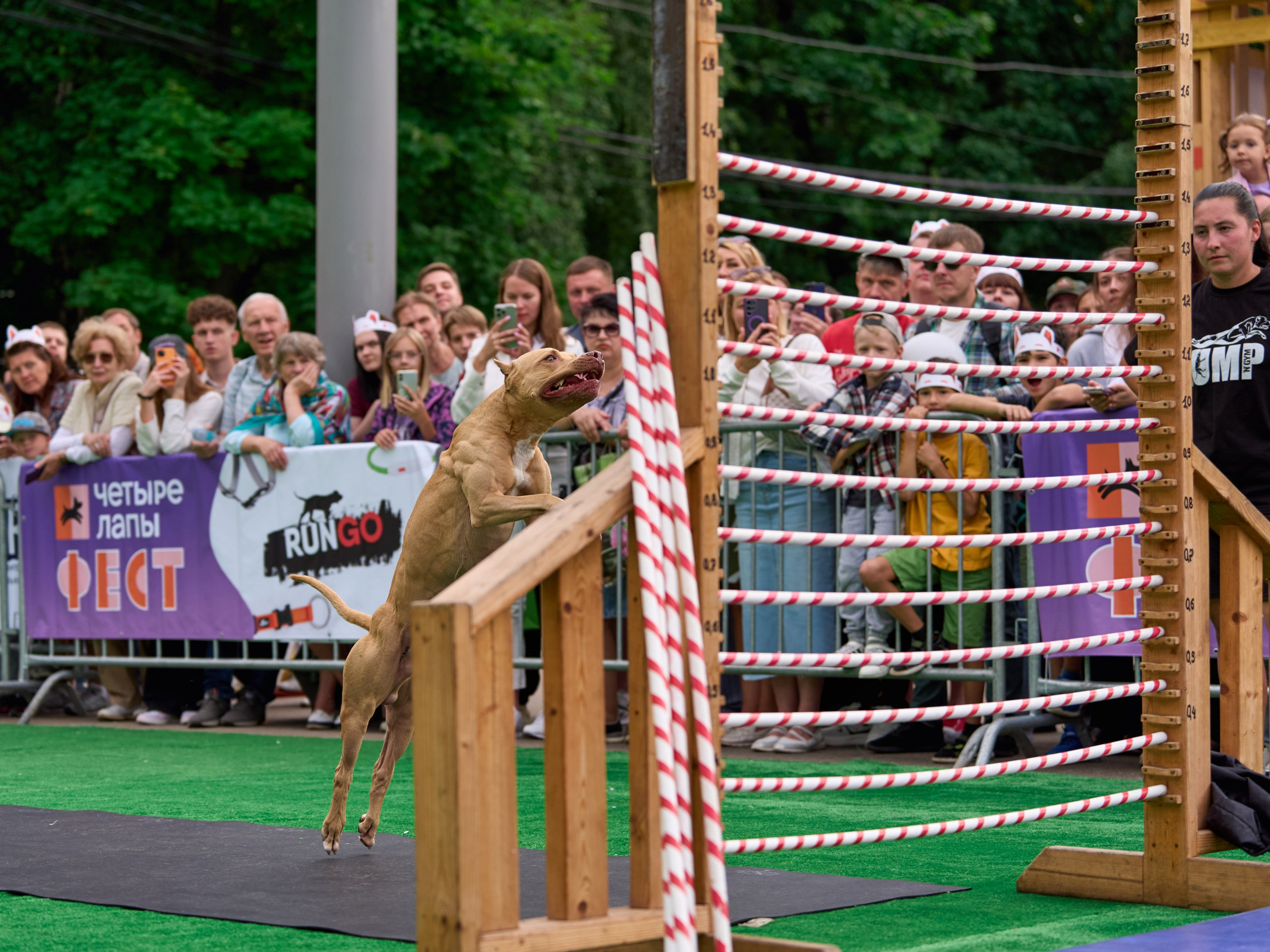 4 лапы Фест. Многоборье. Фотограф-анималист Михаил Манухин