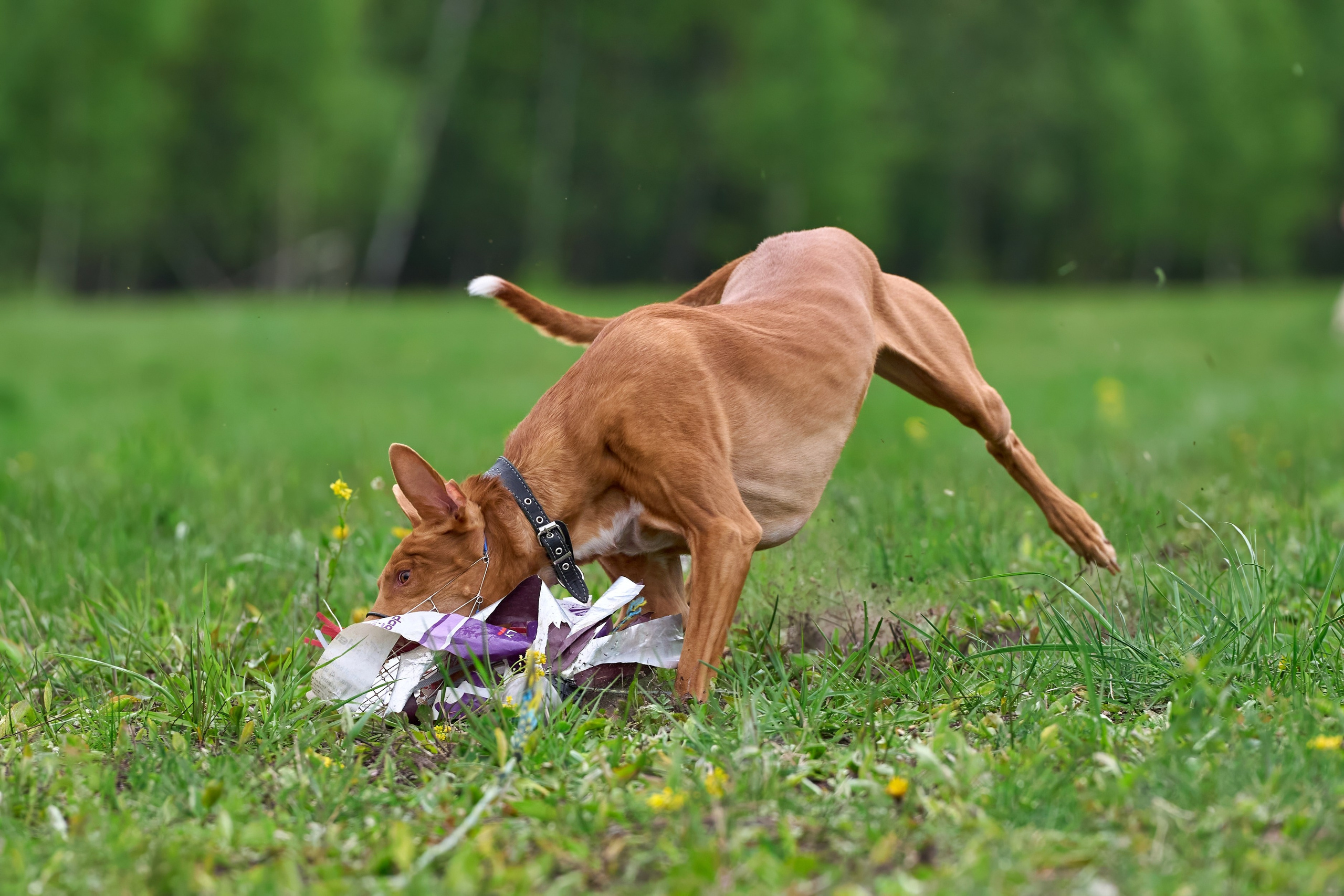 Тренировка по курсингу Донино. Фотограф-анималист Михаил Манухин