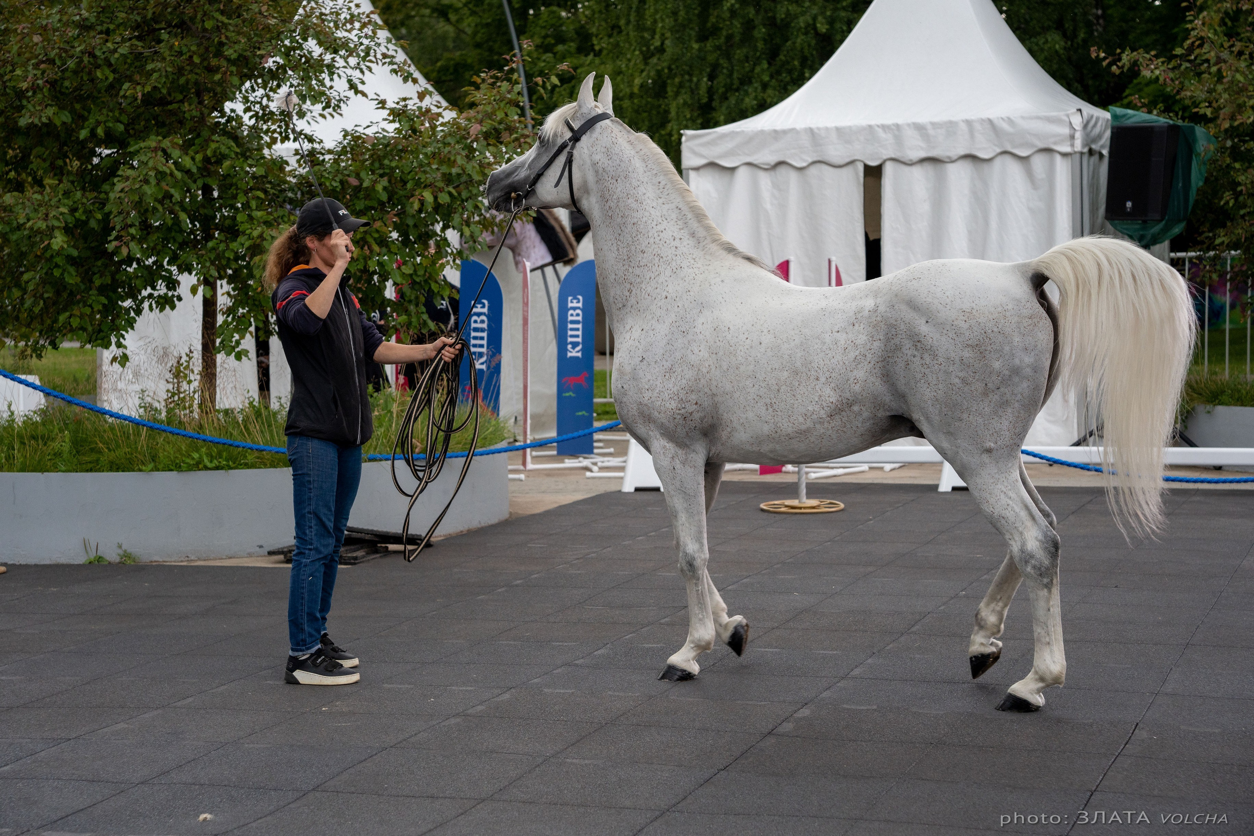 Животные. Фото, видео, монтаж