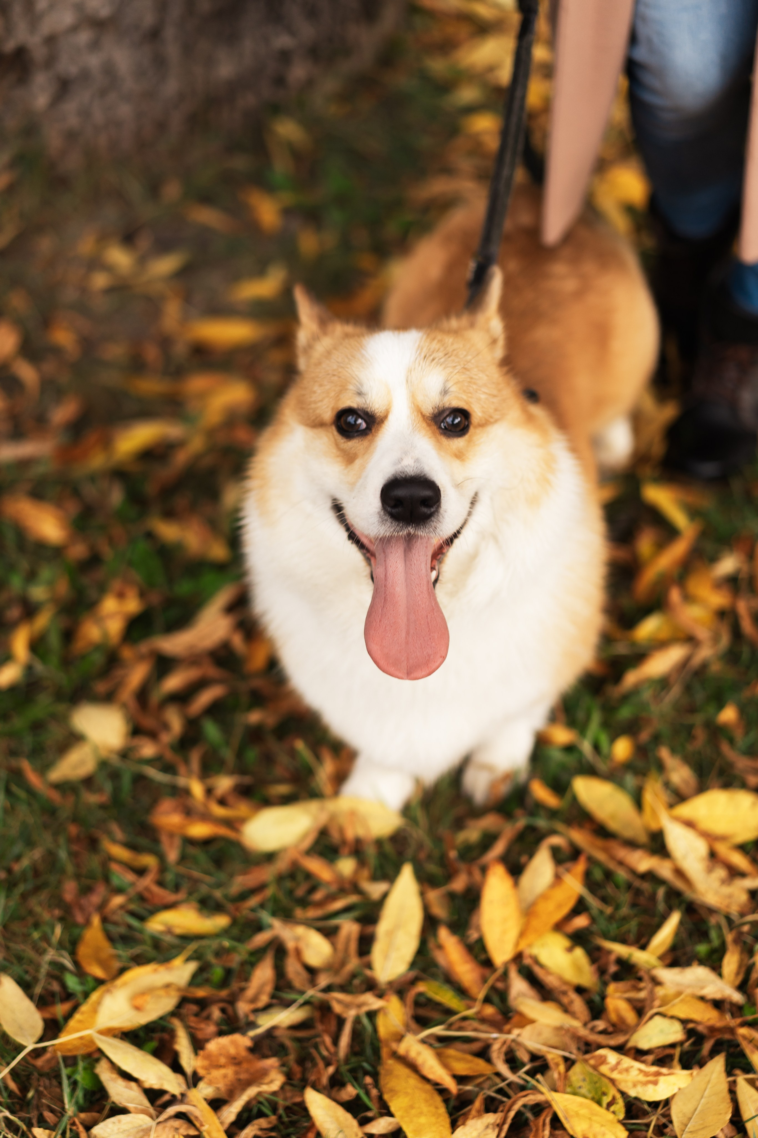 Сентябрь. Таврический парк. Семейный и детский фотограф в Санкт-Петербурге Дарина Герчиу