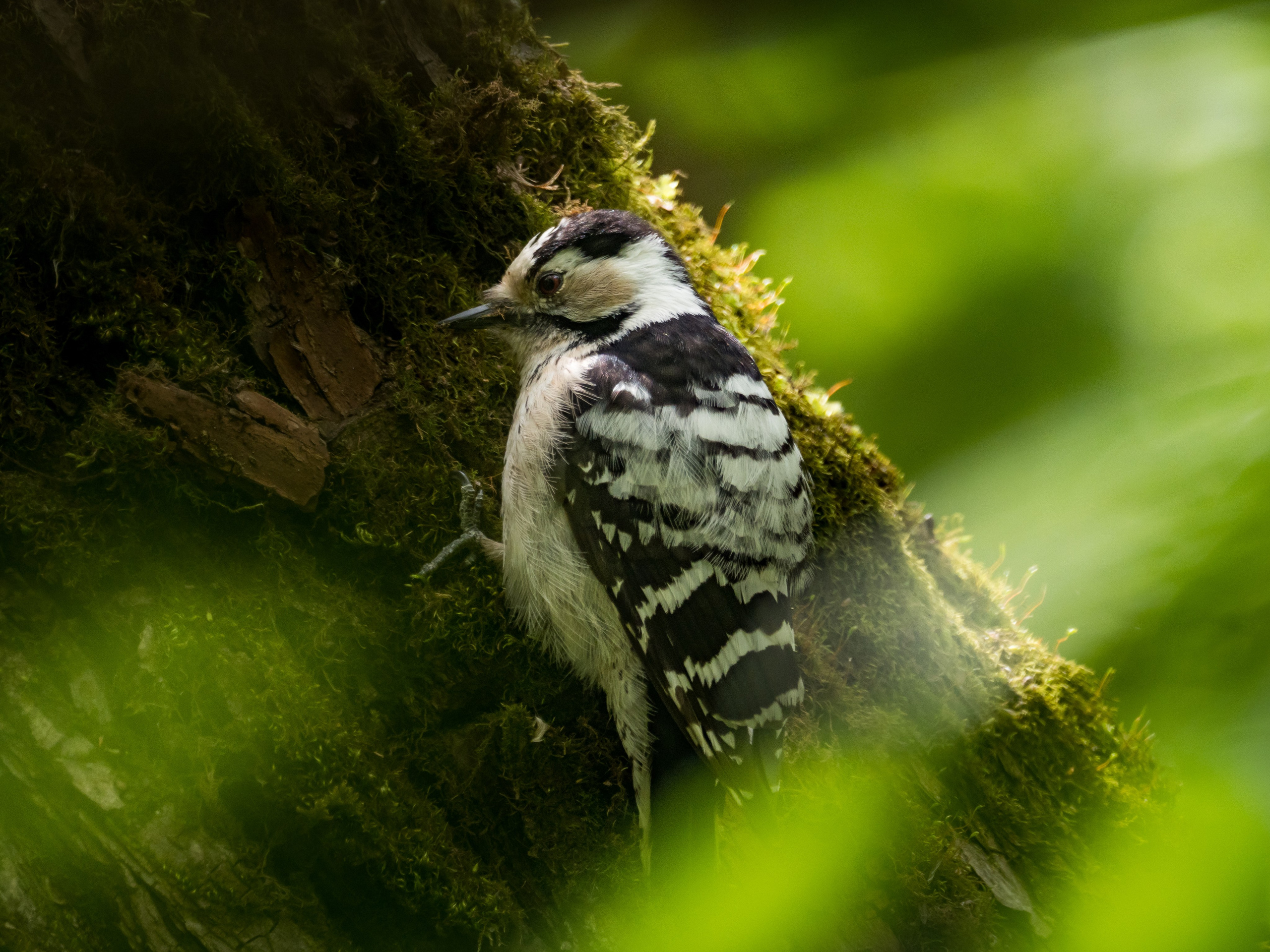 Птицы и животные. Oles Paritskiy