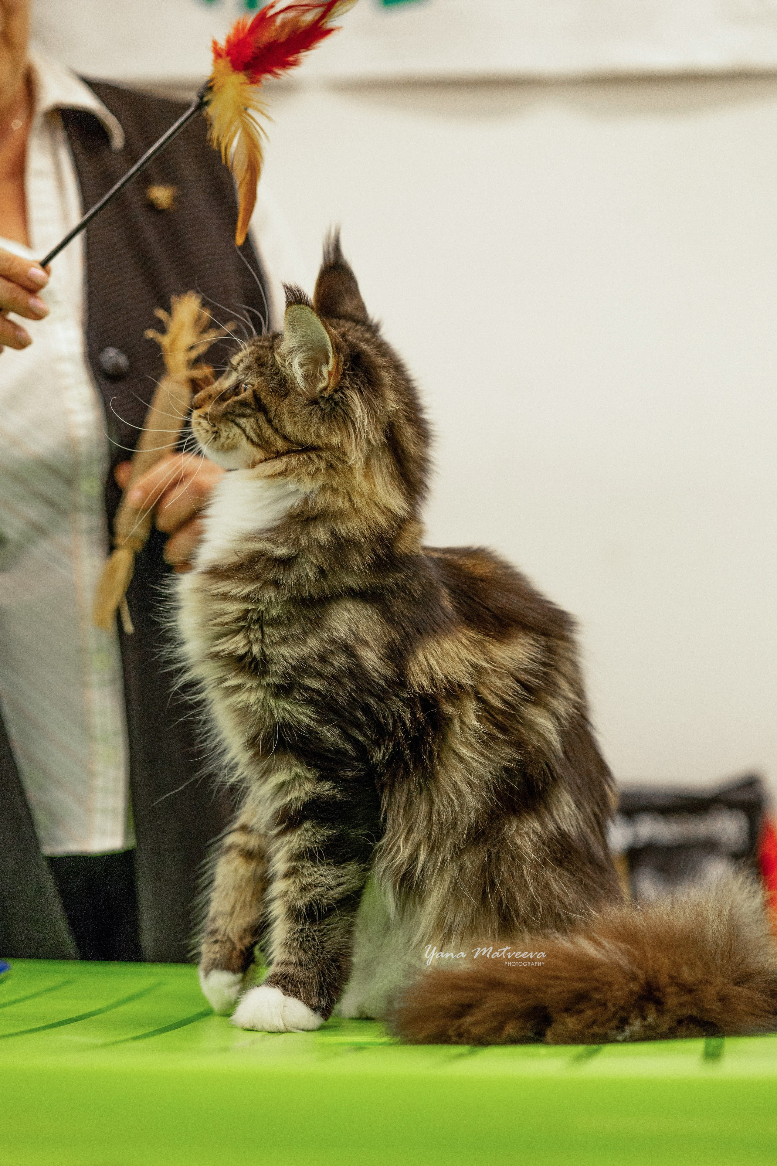 Кошки. Фотограф Яна Матвеева в Ижевске