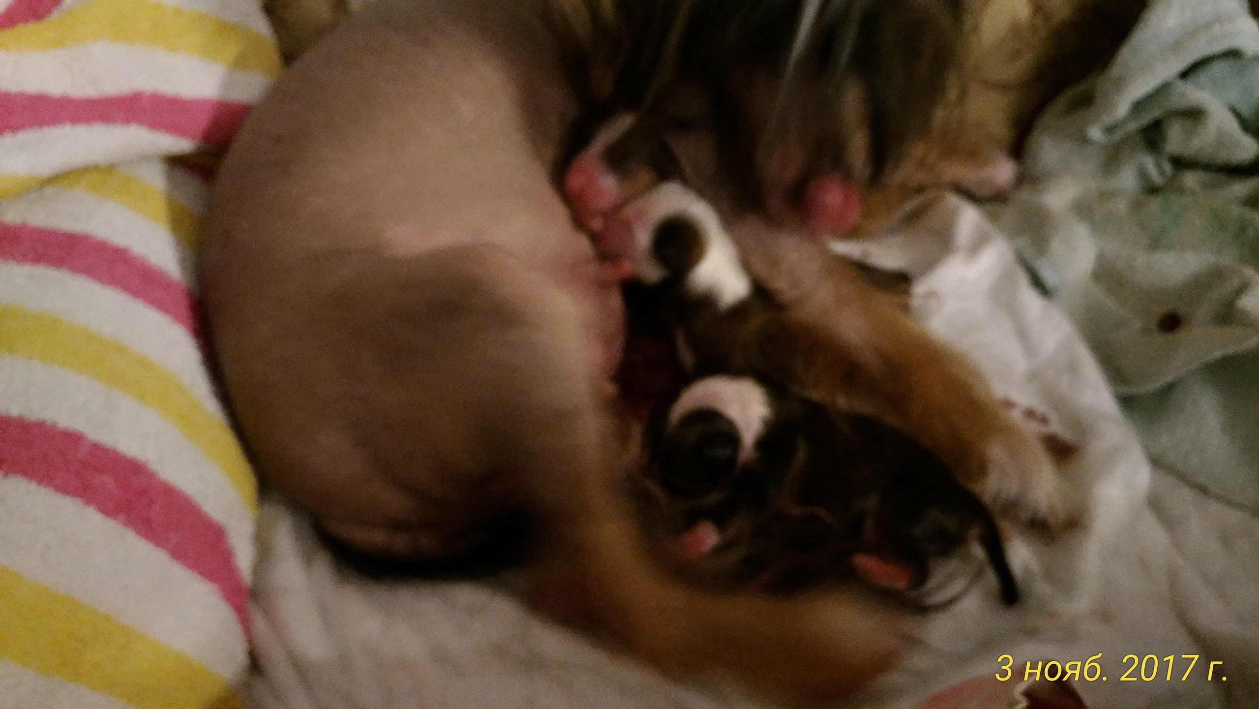 Litter B. Chinese Crested Dog Kennel Poale Ell