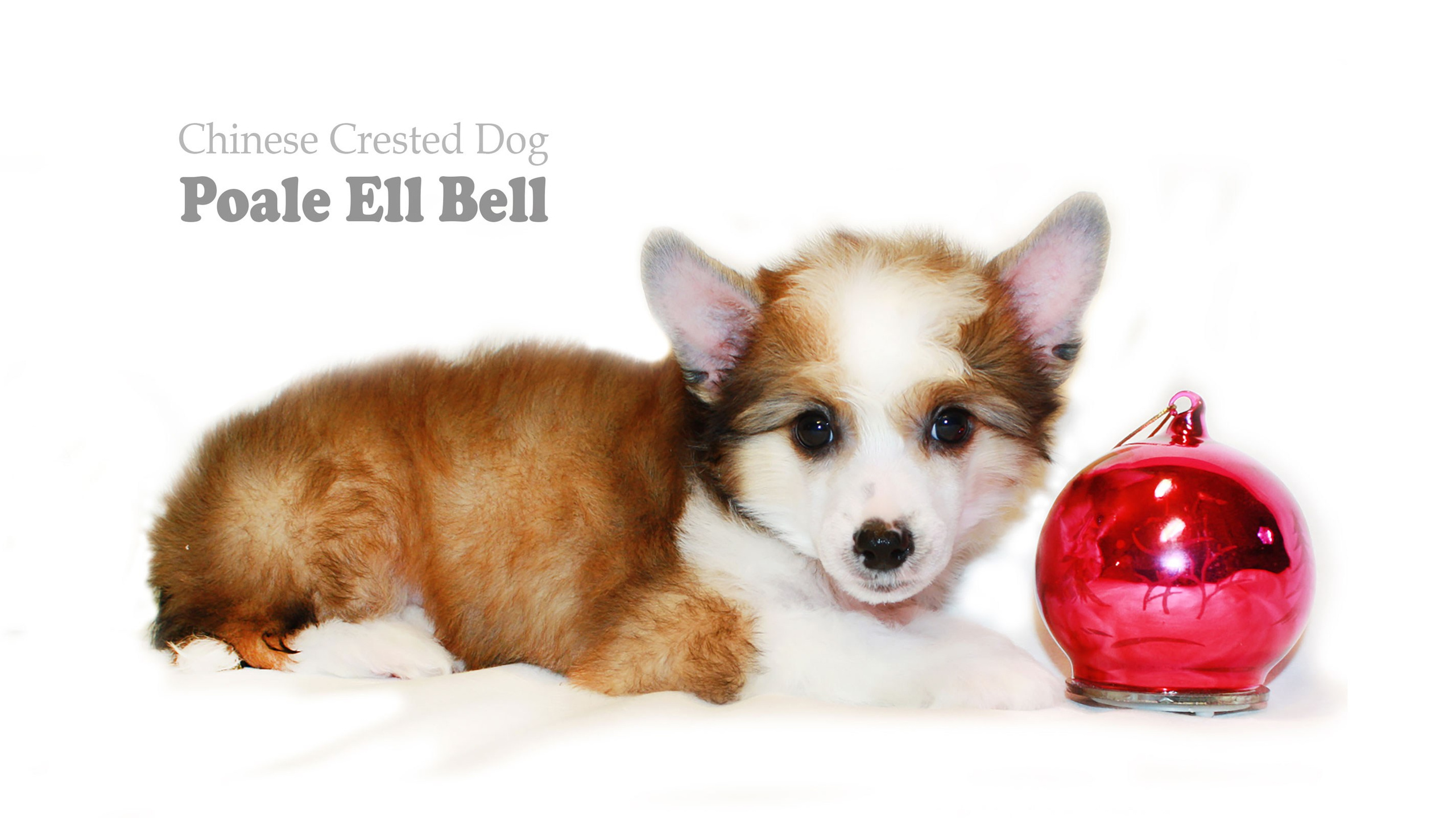 Poale Ell Bell. Chinese Crested Dog Kennel Poale Ell