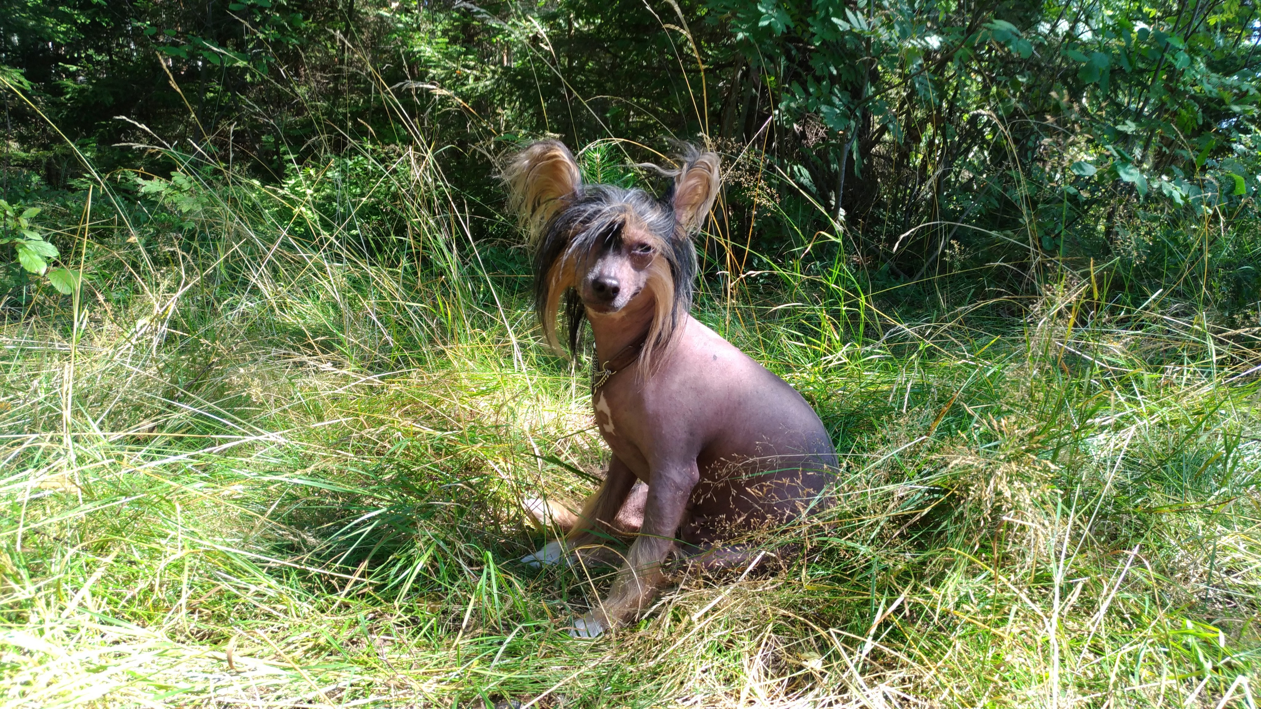 Hike to Konakovo. Poale Ell Chinese Crested Dog Kennel: Buy a puppy from the kennel