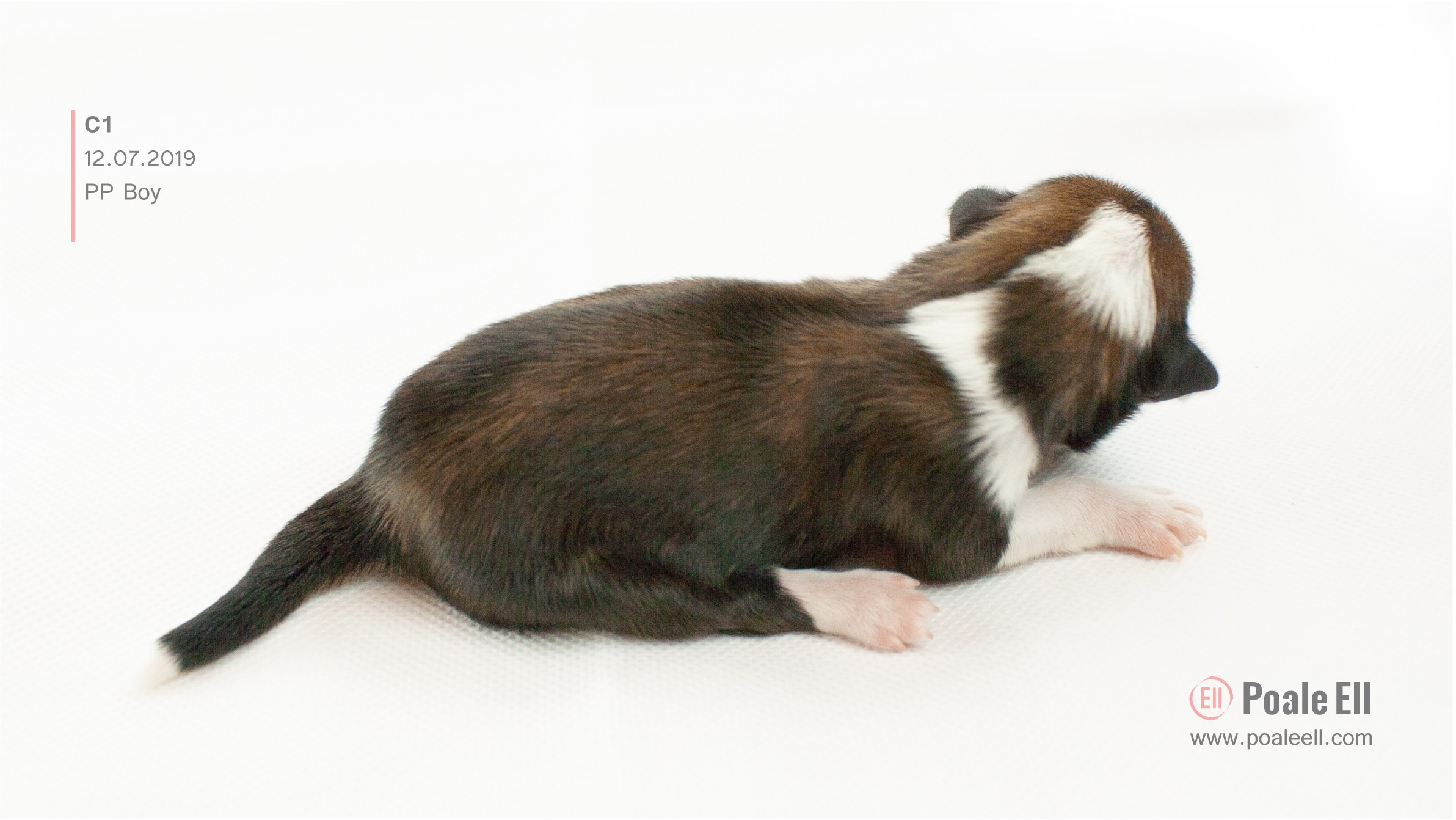 Litter C. Chinese Crested Dog Kennel Poale Ell