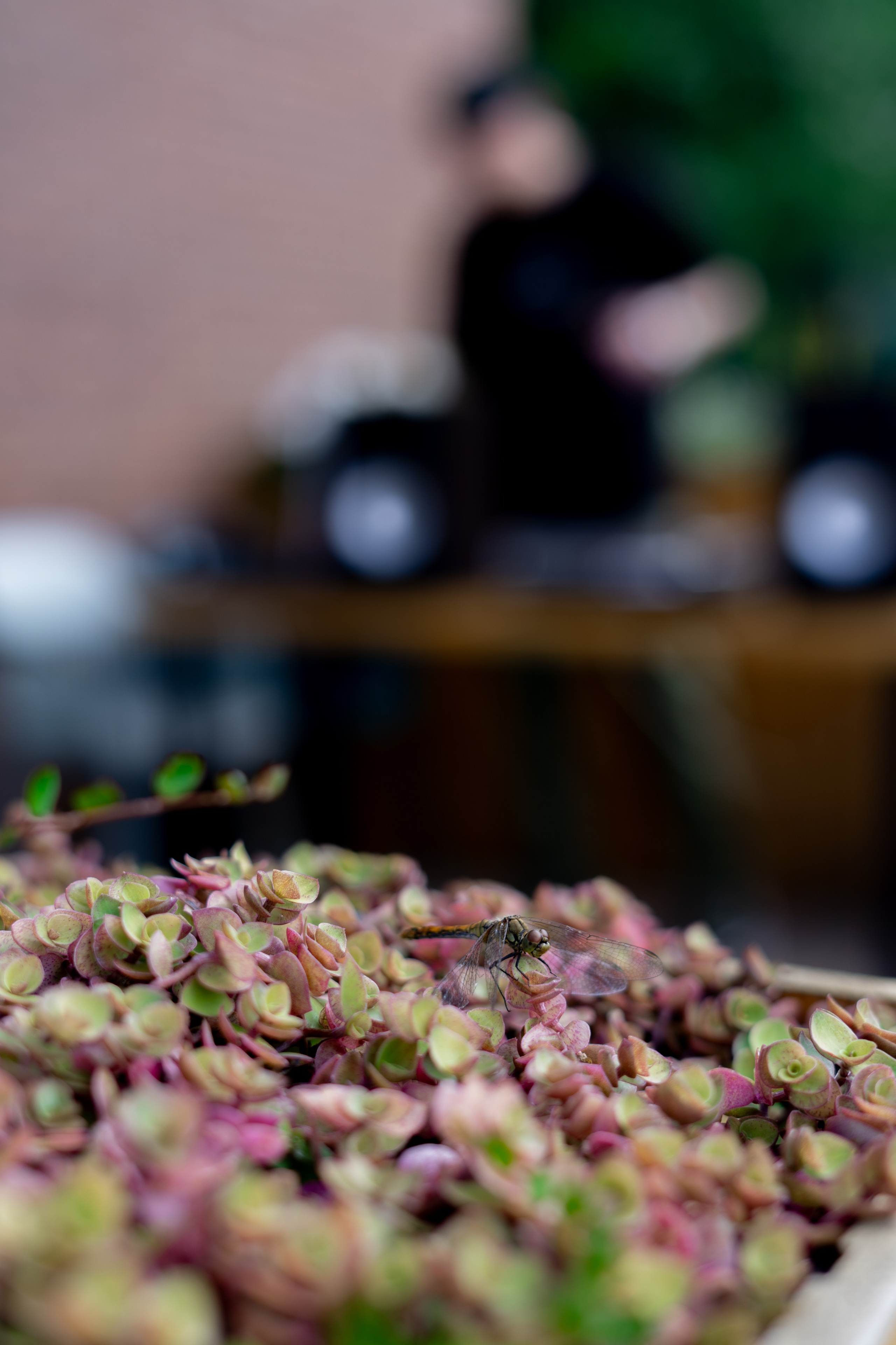 Volga Run 16/08. Фотограф г. Тольятти