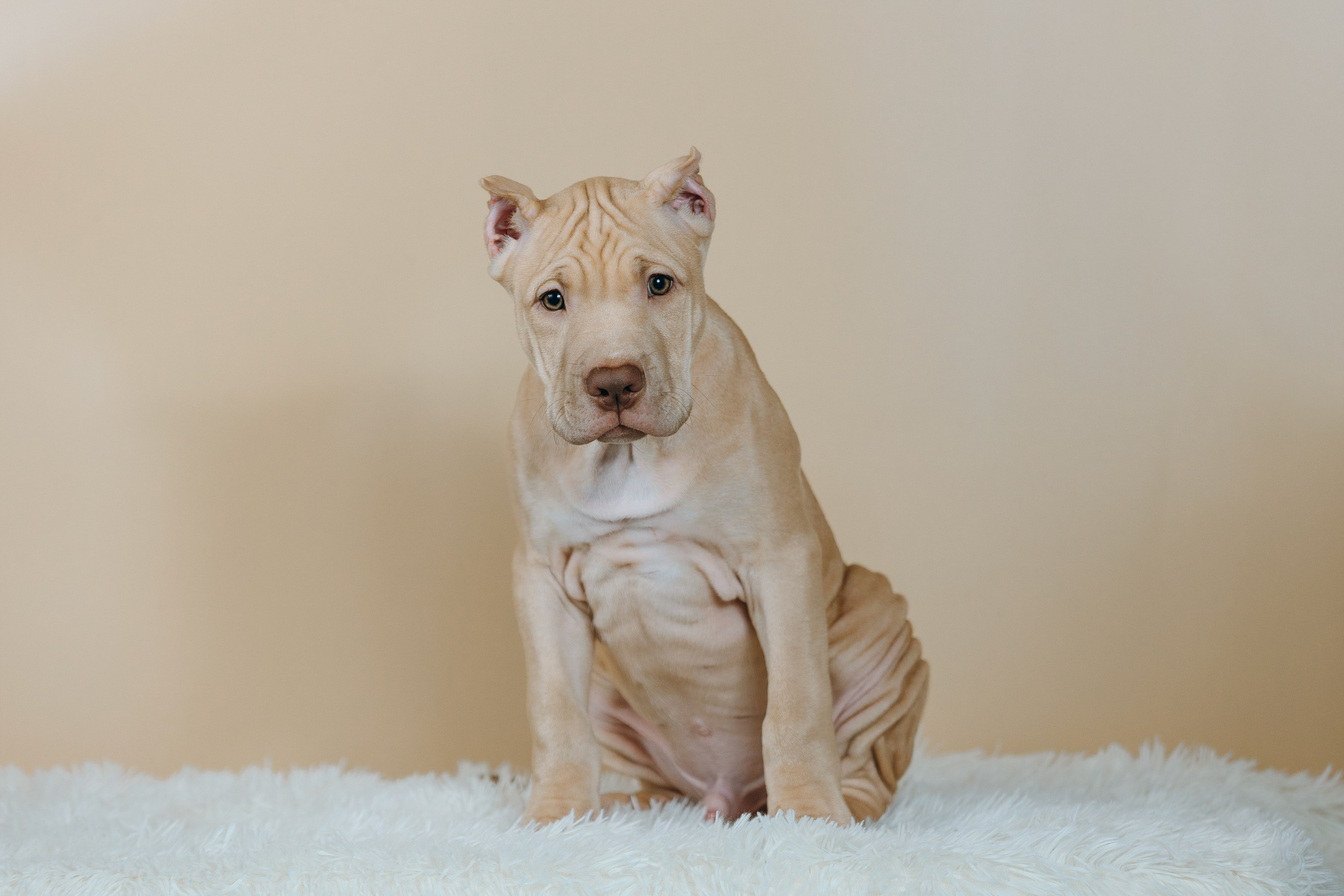 Фотосессии помётов щенков. Фотограф. Фотограф-анималист. Москва