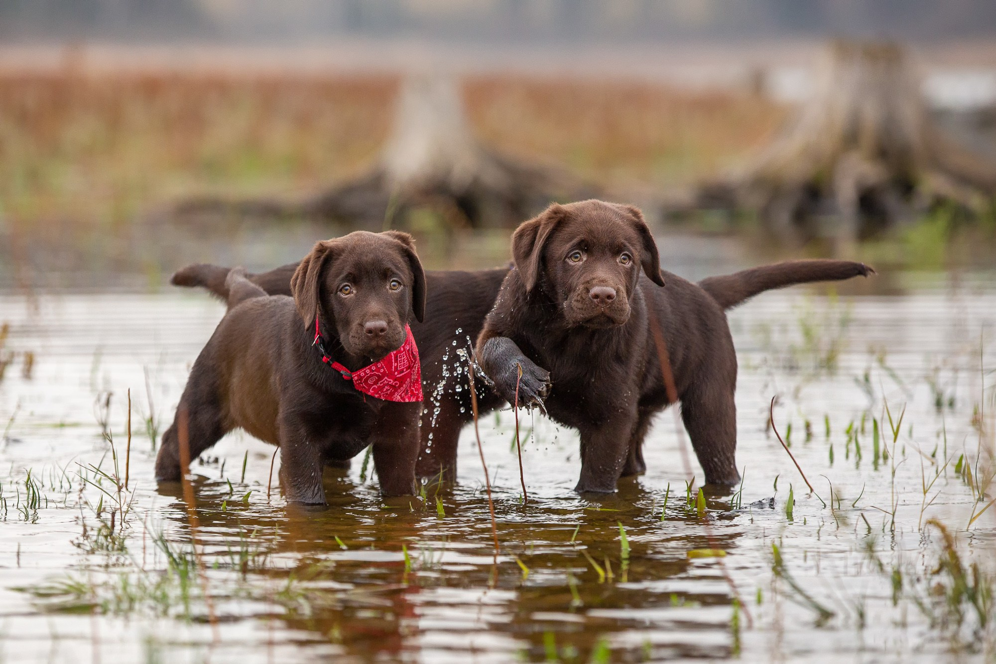 Фотосъёмки щенков. Фотограф-анималист Natalia Deingel | Фотосъемка собак в Москве