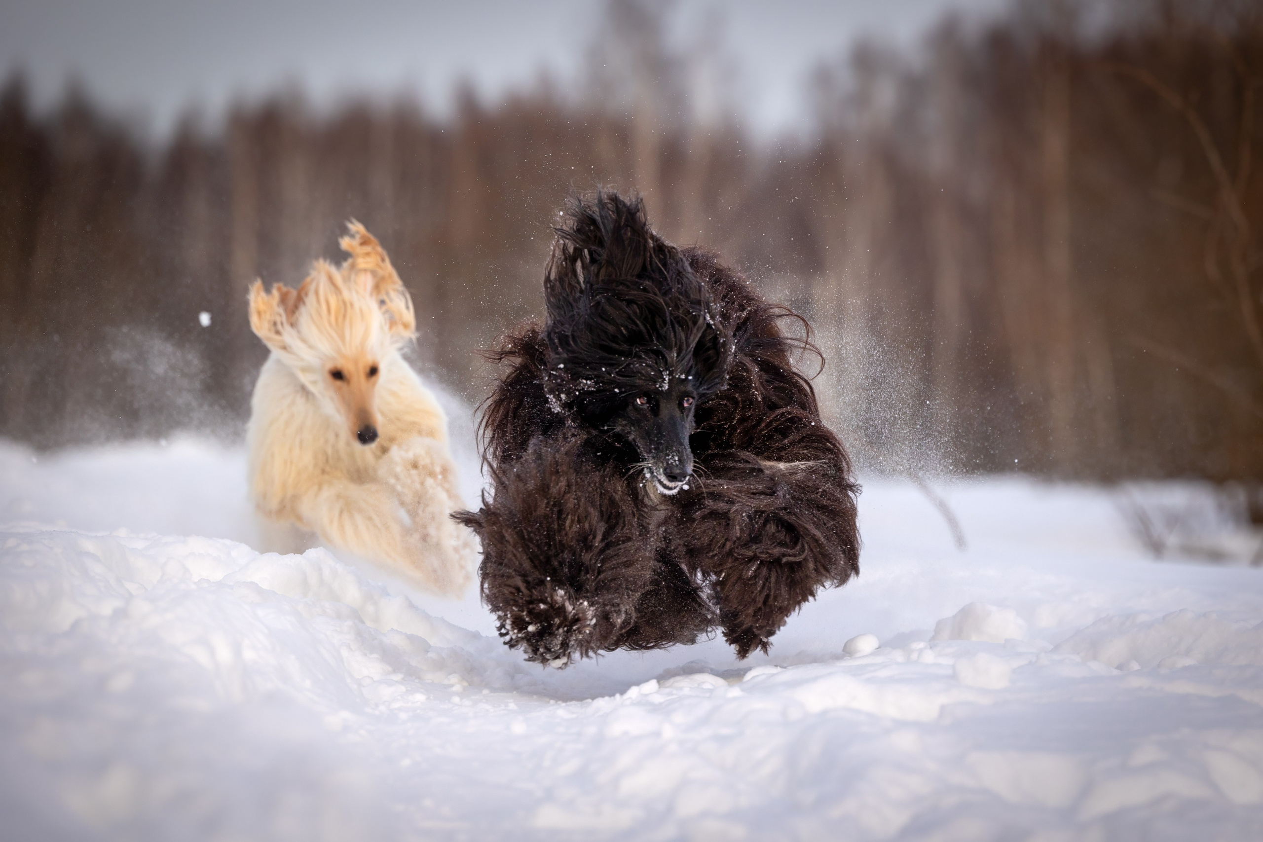 Игры афганов в снегу. Фотограф-анималист Natalia Deingel | Фотосъемка собак в Москве