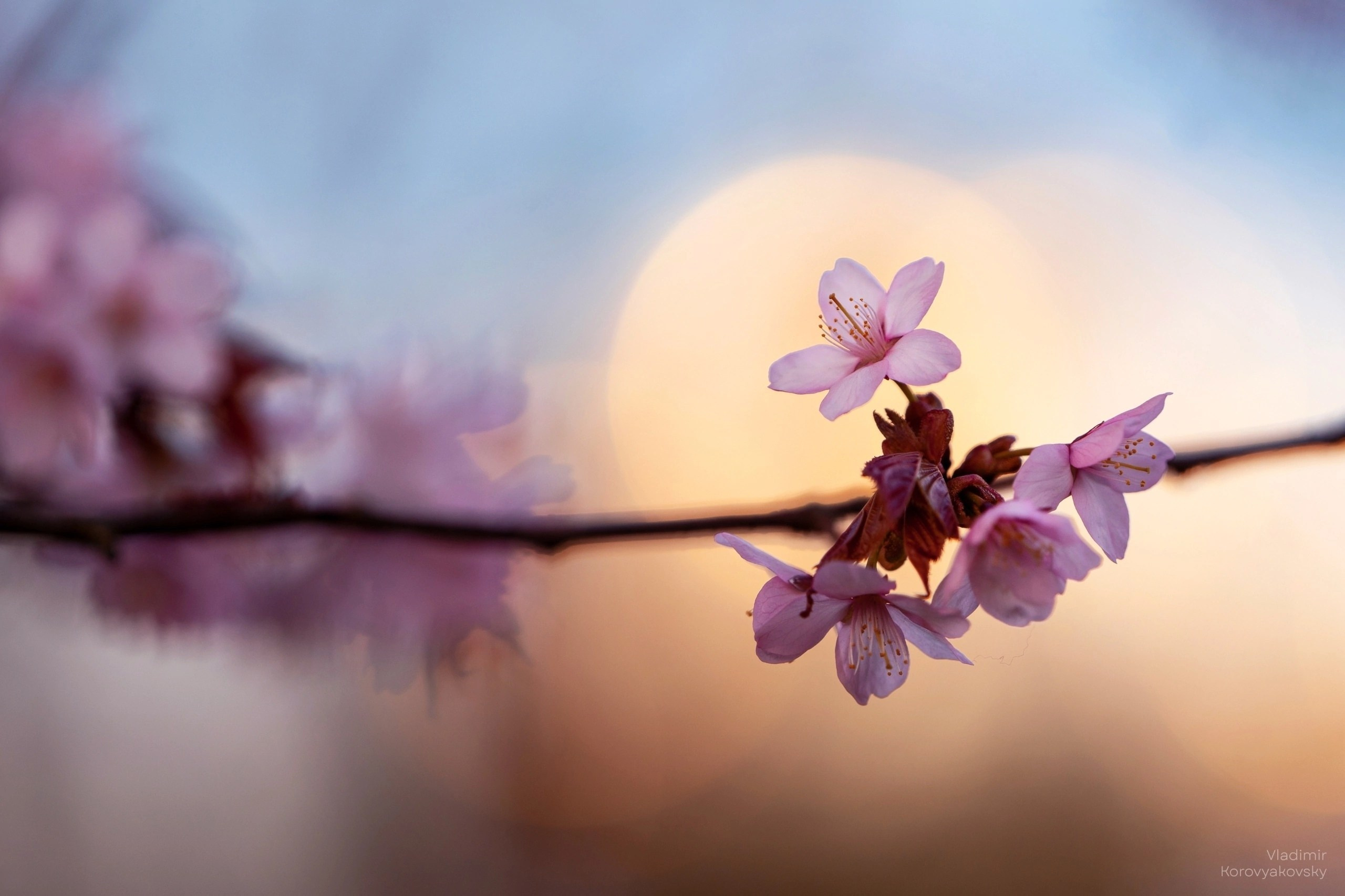 Природа. Фотограф Владимир Коровяковский