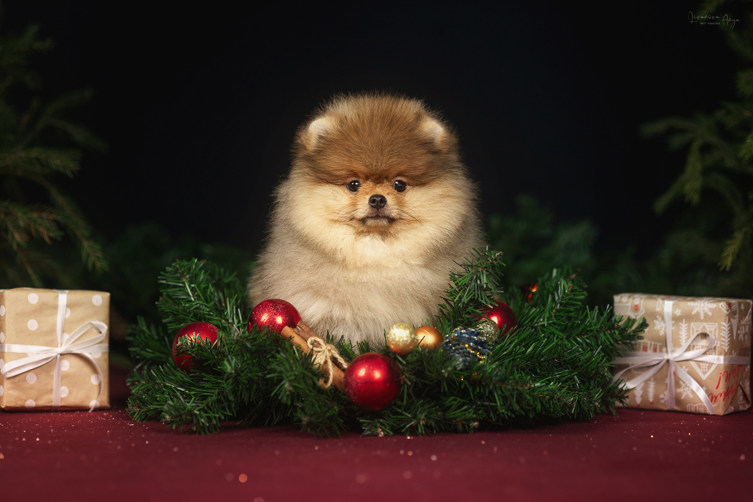 Фотодень_1 2025. Фотограф анималист Аня Ливанова | Рыбинск