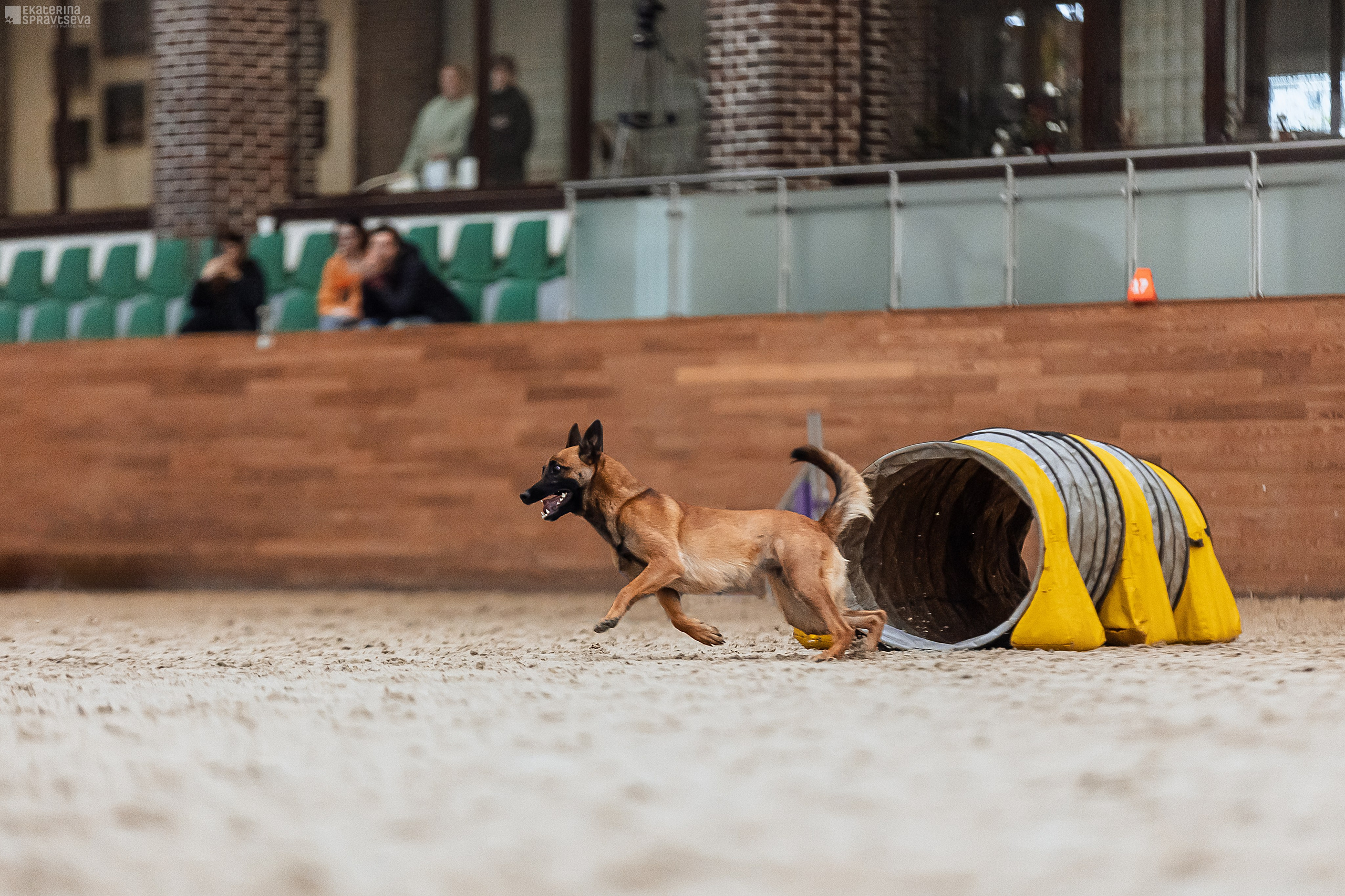 ЧРКФ Аджилити в Максима. Фотограф Анималист Екатерина Справцева в Нижнем Новгороде