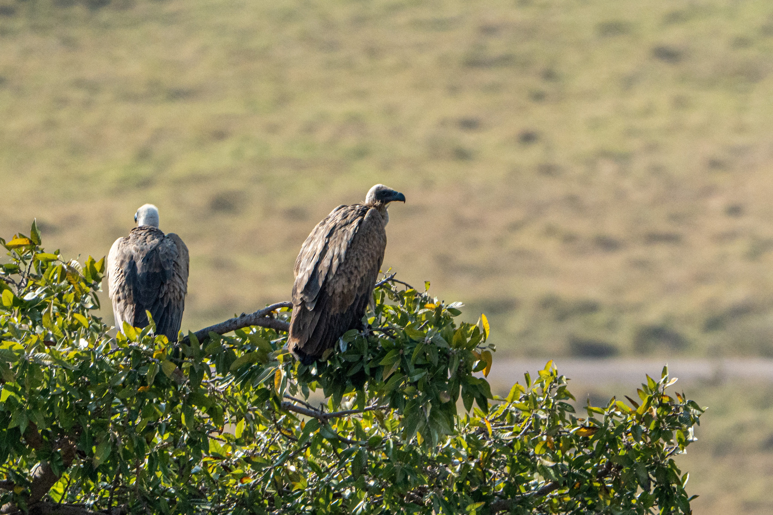 Танзания, сафари, 2025. Творческие сьемки