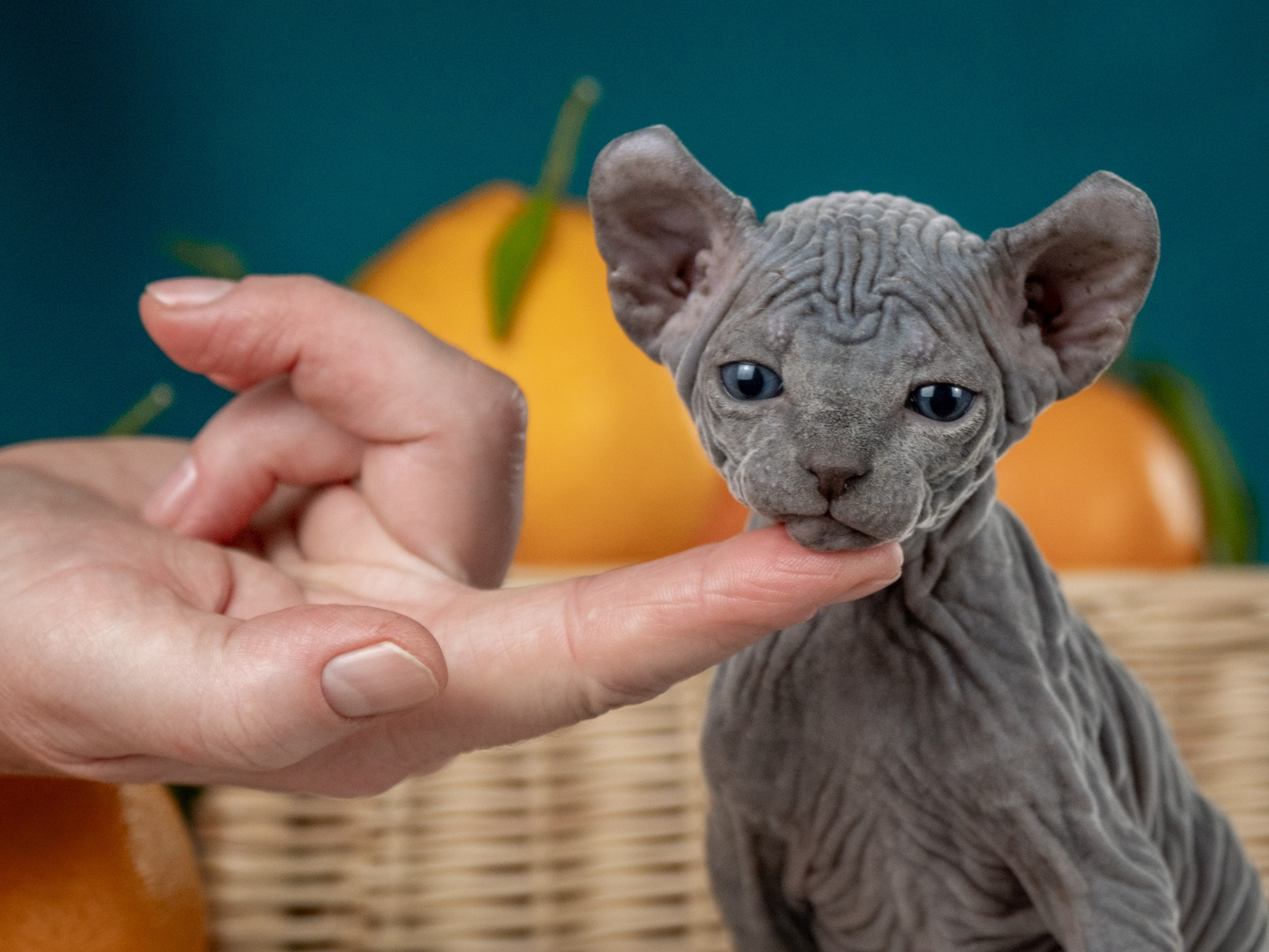 Невероятные сфинксы и эльфы для Ланы!. Зоофотограф, фотограф животных в Москве и области Дина Дамоцева
