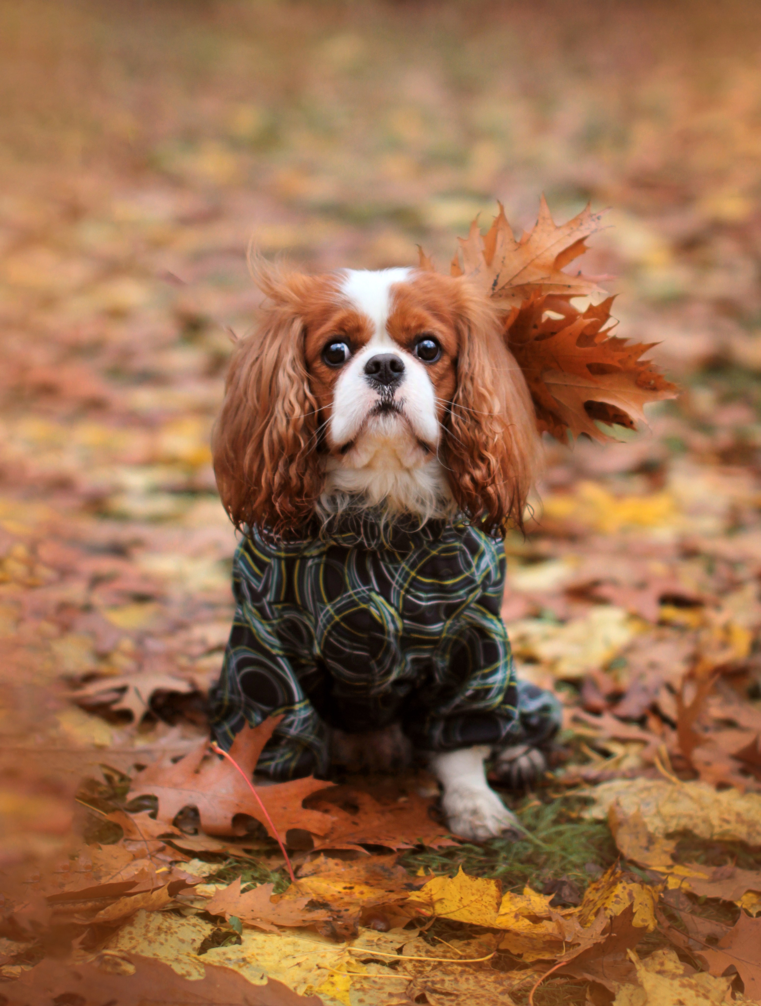 Животные. Детский и семейный фотограф в Санкт-Петербуре