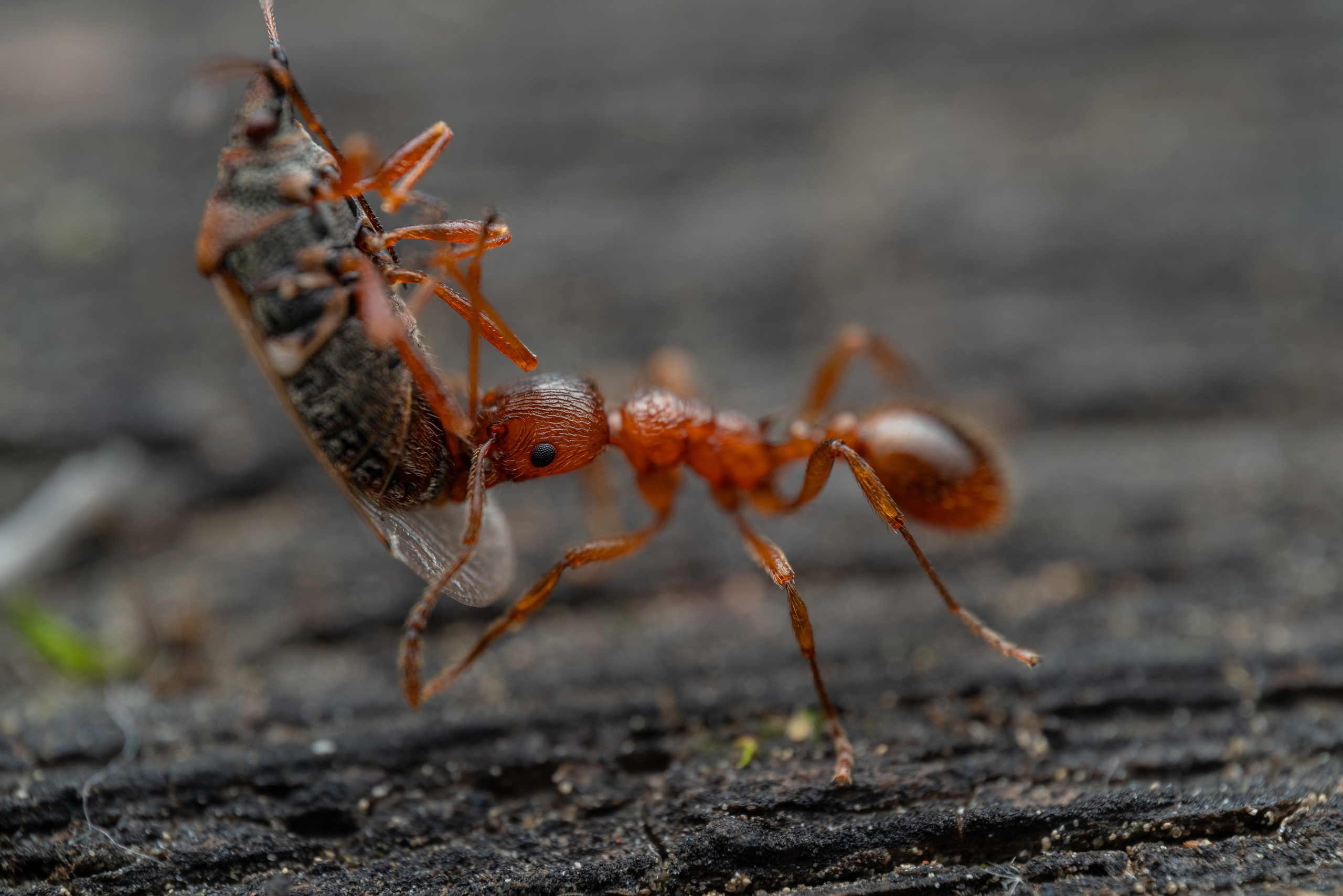 Рыжая мирмика с земляным клопом