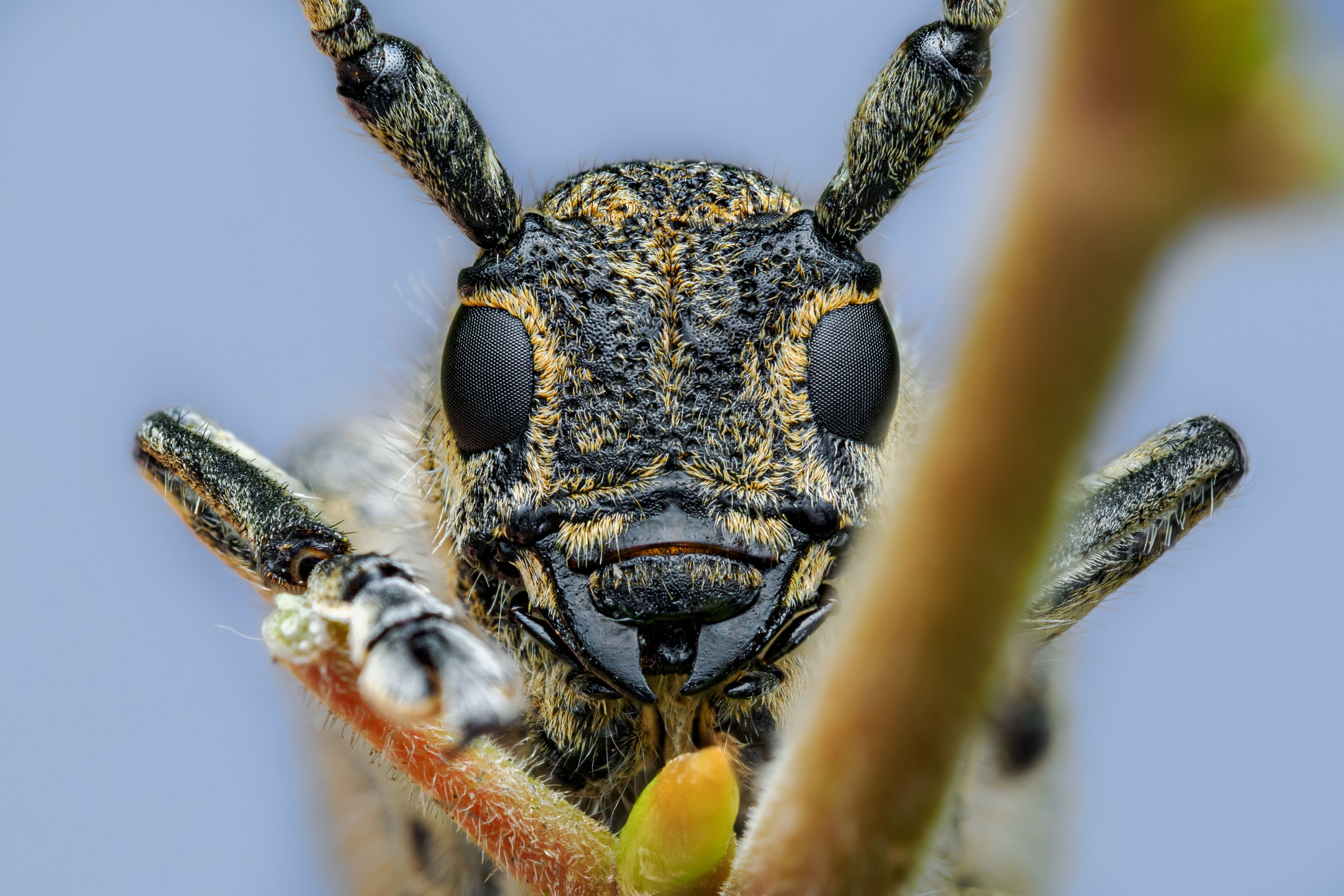 Усач скрипун осиновый большой на ветке