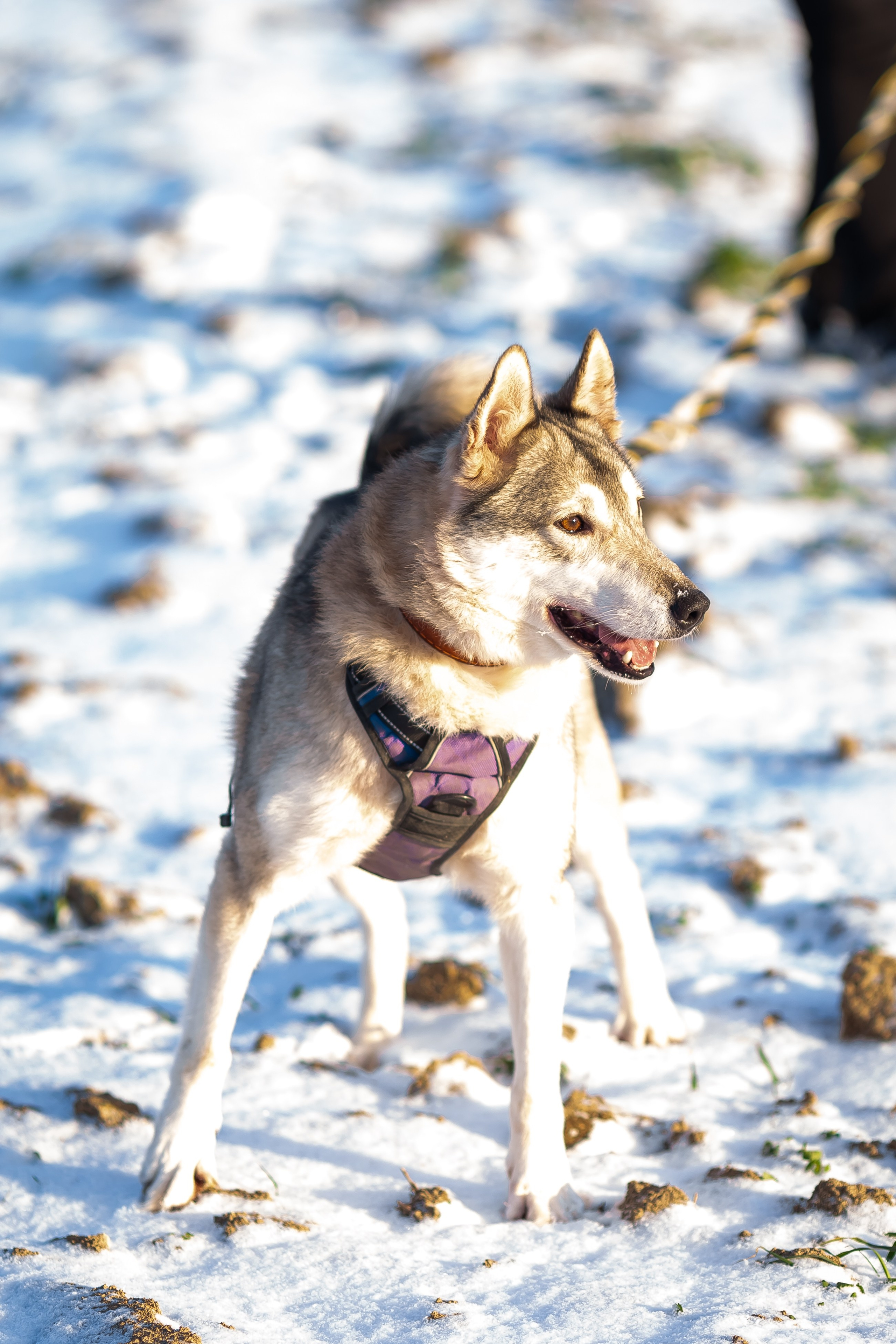 Petshop Забота. Фотограф в Санкт-Петербурге Чумаков Семен