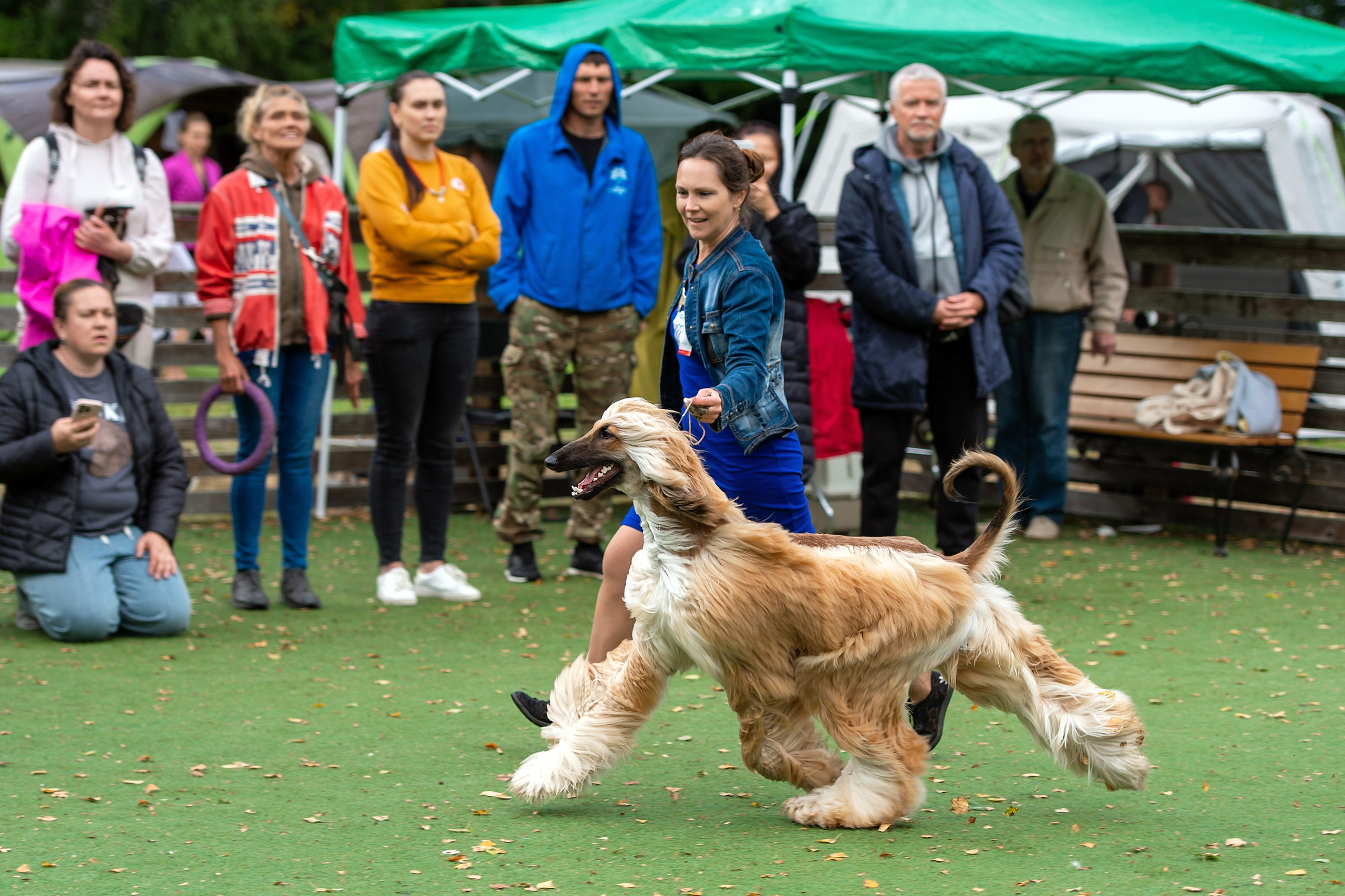 24.08.2025 Региональная выставка КОО и Республиканская выставка РКЛС. Галерея фотографий афганской борзой