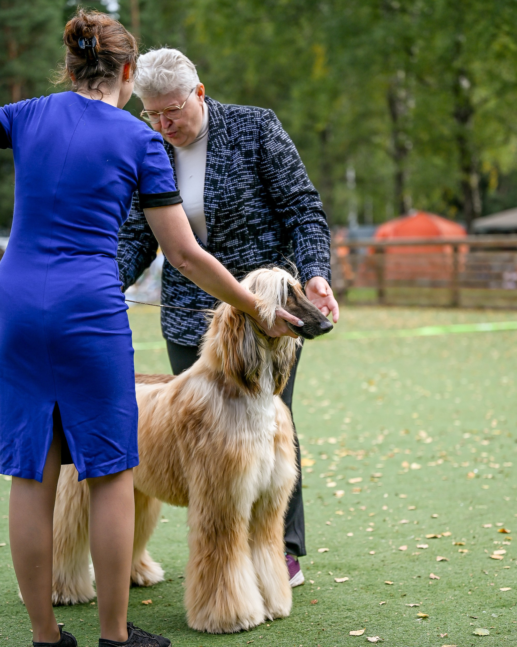 24.08.2025 Региональная выставка КОО и Республиканская выставка РКЛС. Галерея фотографий афганской борзой